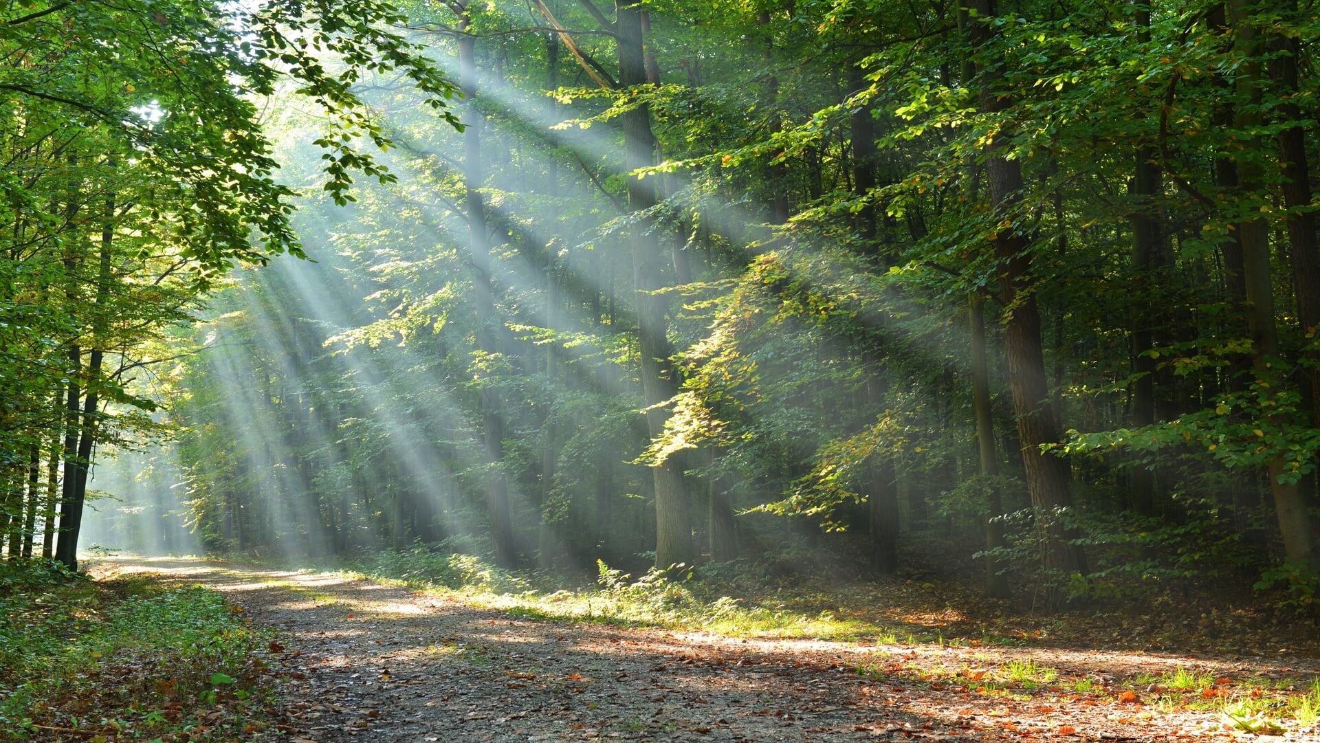 Waar bent u deze dankdag dankbaar voor? ‘Elke morgen als je wakker wordt is dat een belofte’