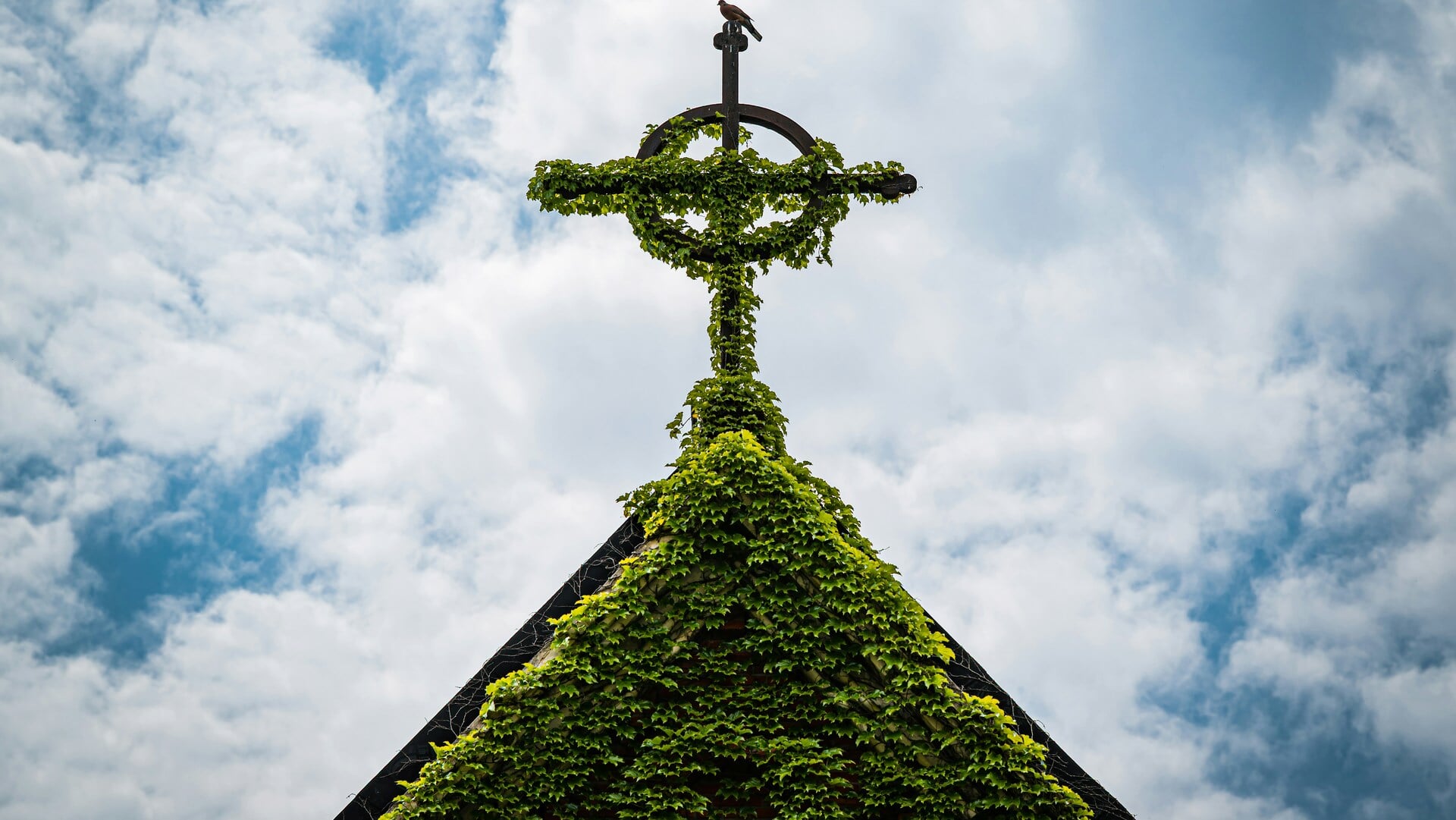 ‘En God zag dat het niet meer goed was.’ Op zoek naar een christelijke theologie van de natuur