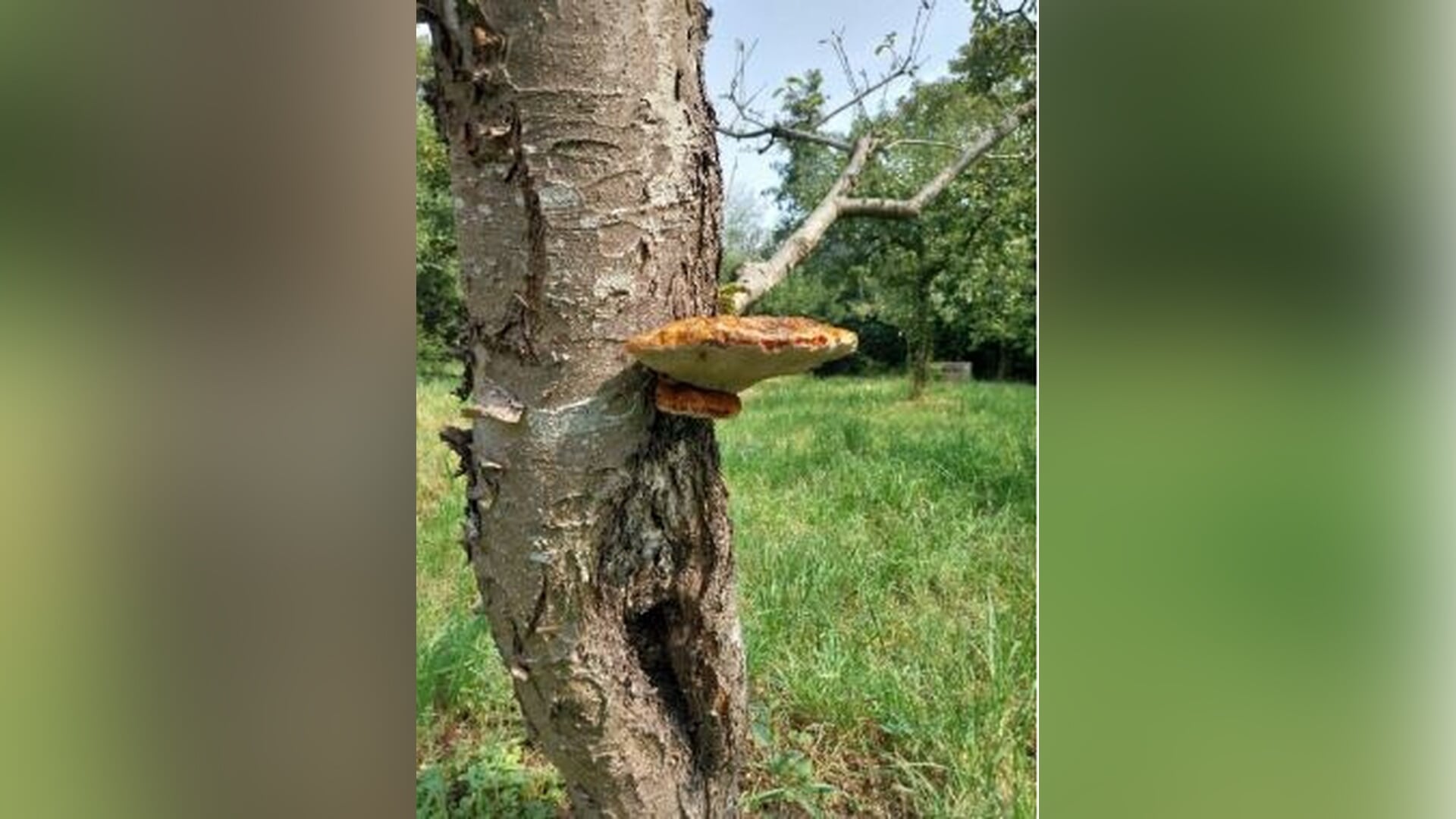 Paddenstoelen op De Kievit
