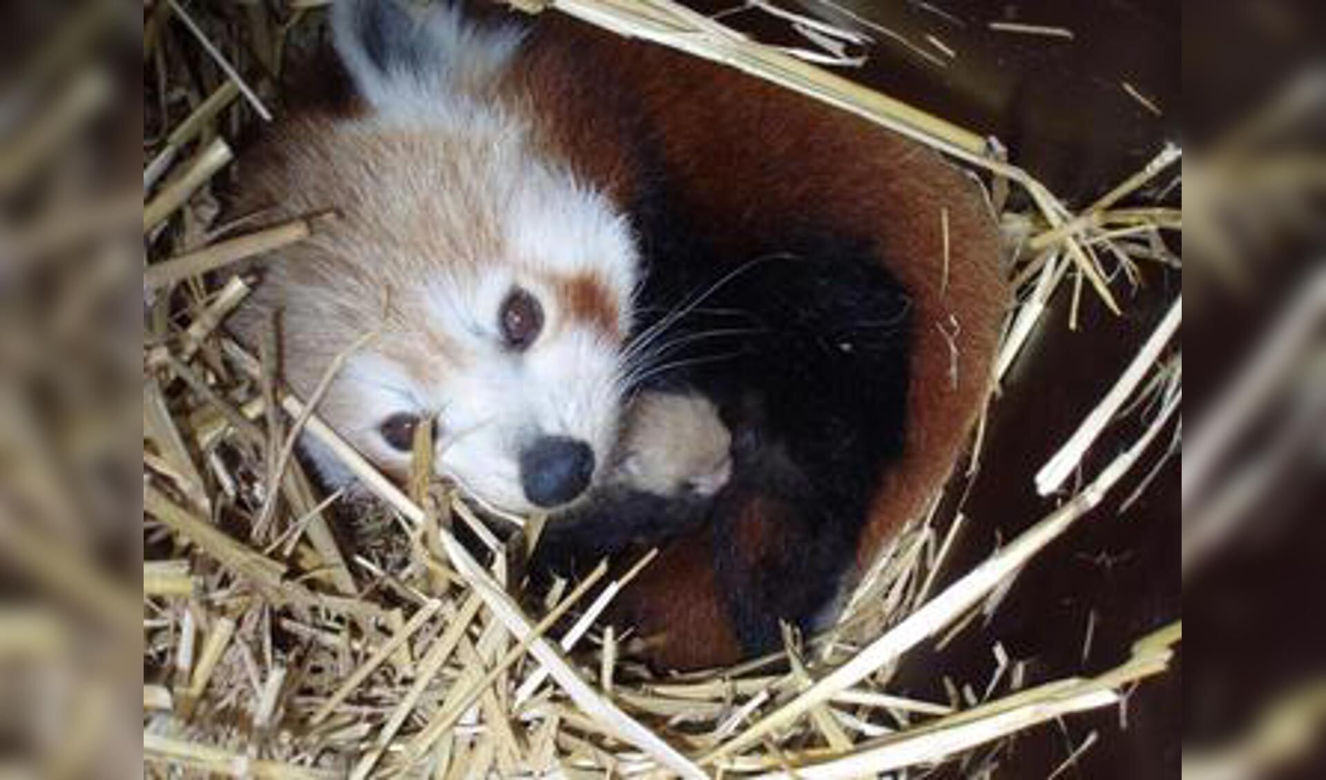Kleine panda geboren in Zoo Parc - Adverteren Boxmeer | De Maas ...