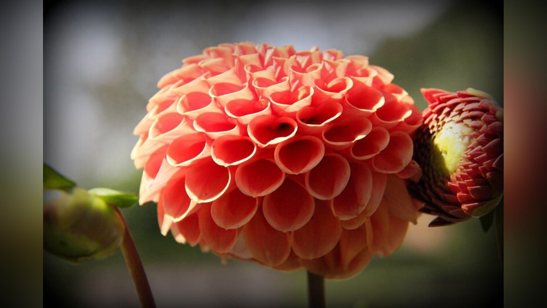 Foto expositie Fleurrijmpjes officieel geopend in Snavelenburg