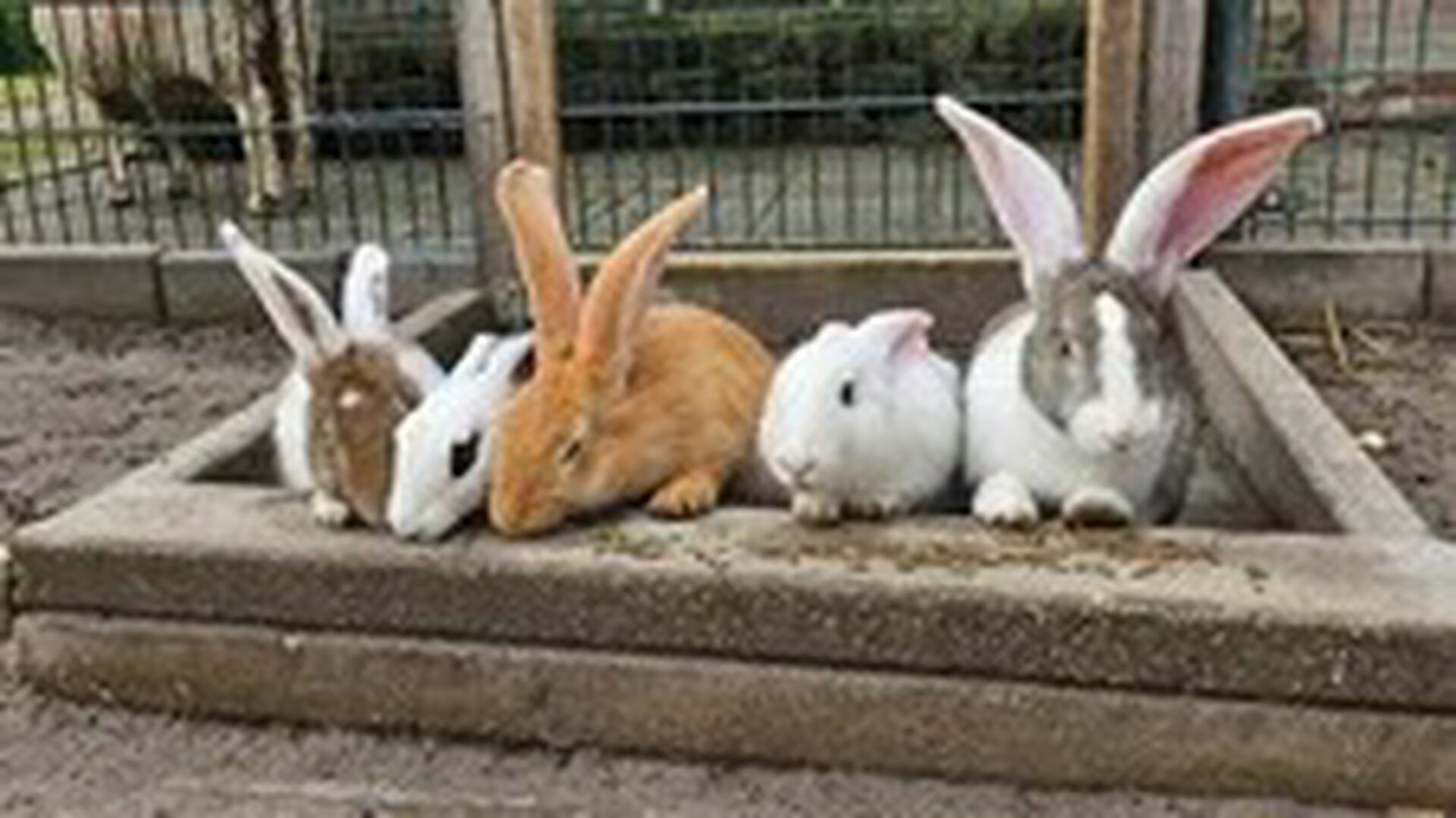 Kinderboerderij Otterspoor treurt om de dode konijnen