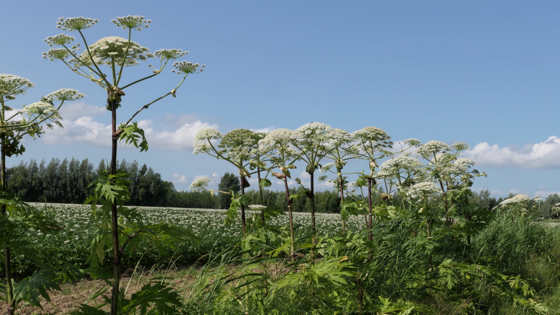 Lezersfoto-van-de-week-is-gemaakt-door-Henk-den-Ouden-