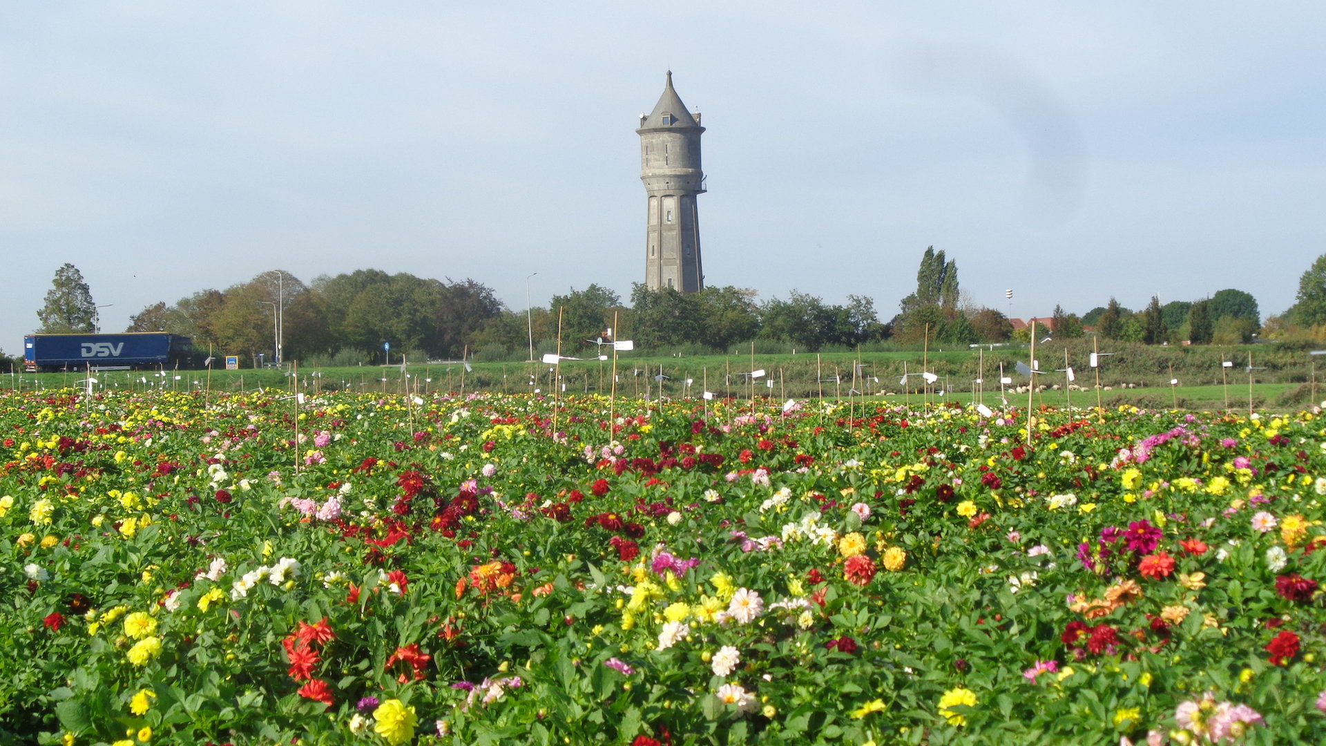 Thoolse-lezersfoto-van-de-week---Prachtige-bloei-van-dahlia-s-bij-Scherpenisse-