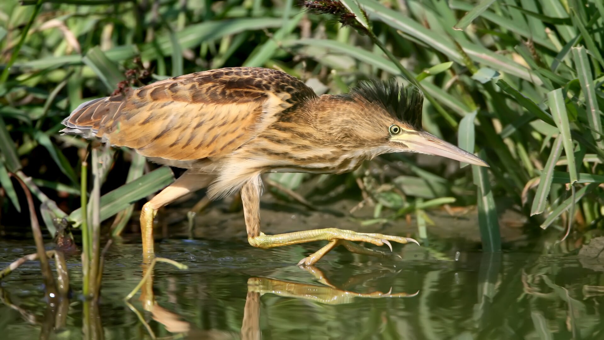 AWP deelt mening Waterschap Rivierenland: niet bouwen in uiterwaarden ...