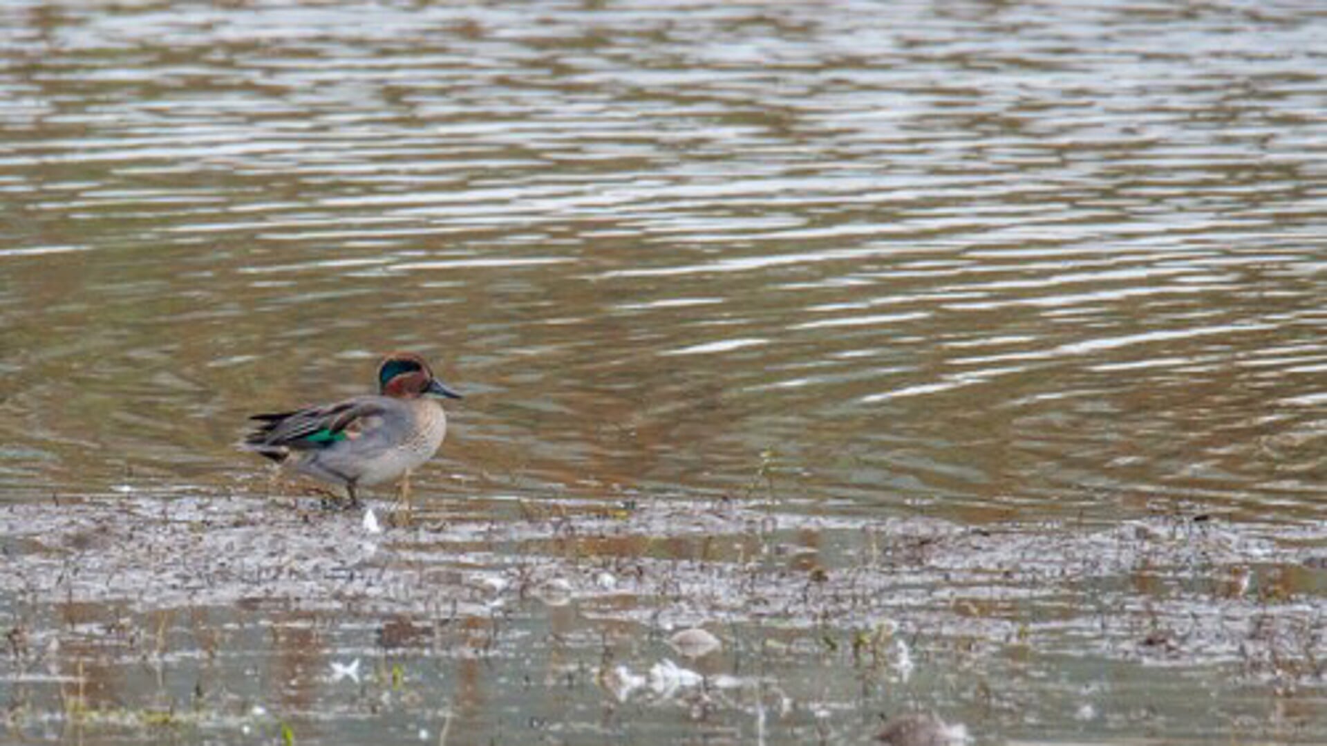 Vogels spotten in Heesseltsche uiterwaarden