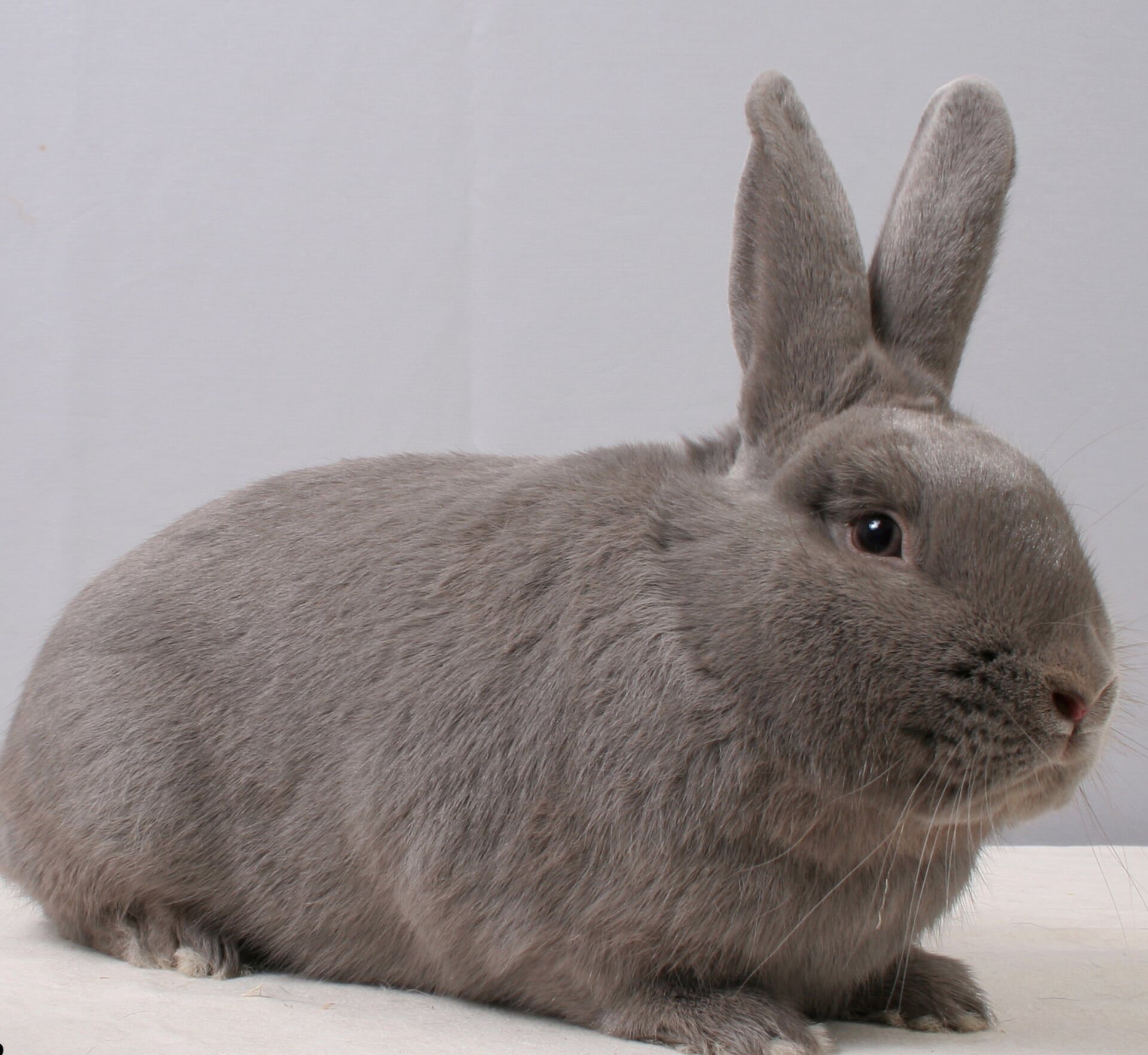 Konijnen, cavia’s en vele knuffeldieren tijdens 63e Frieslandshow