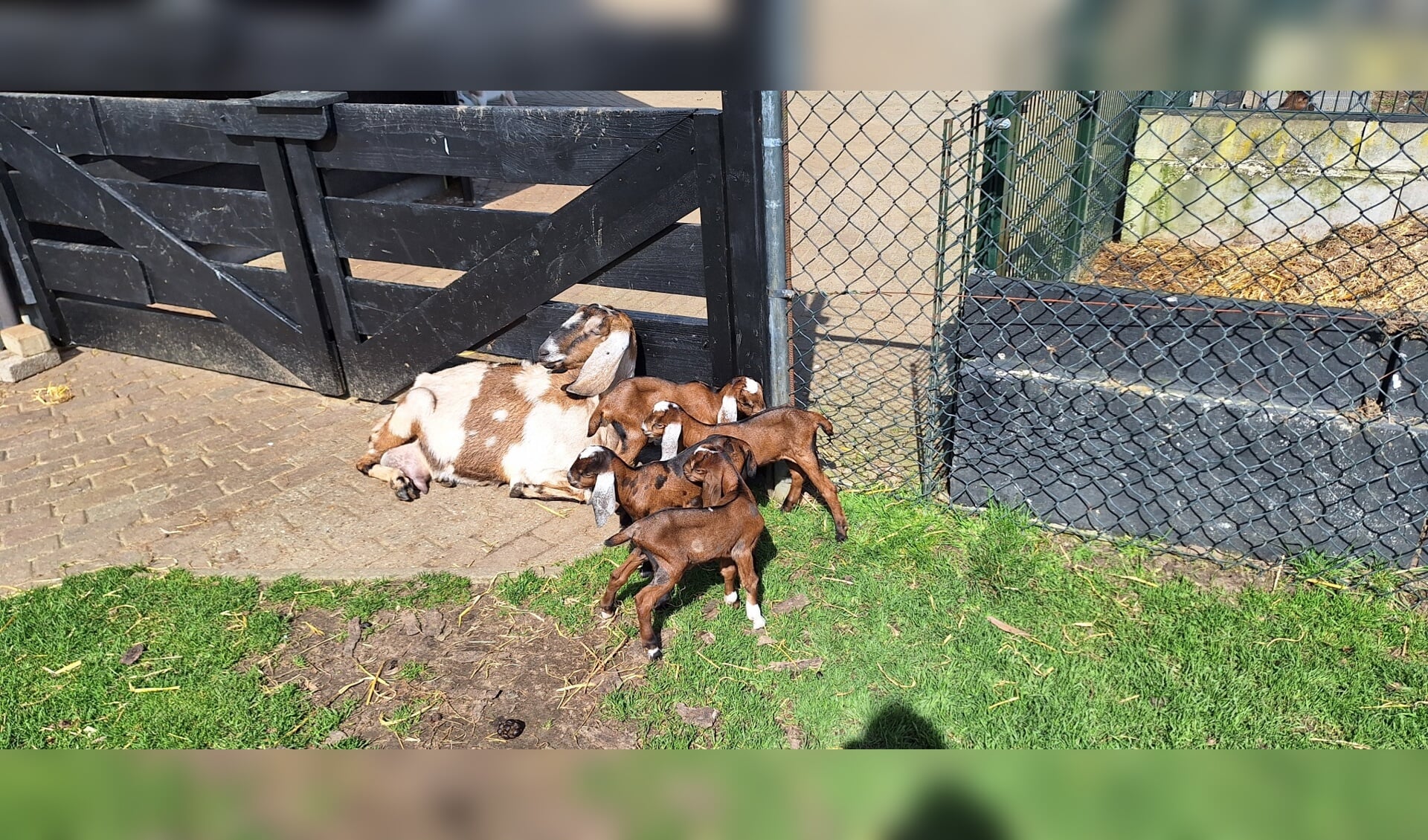 Seizoensstart Dierenweide ‘t Spiker Met Speciale Geboortes | Natuur ...