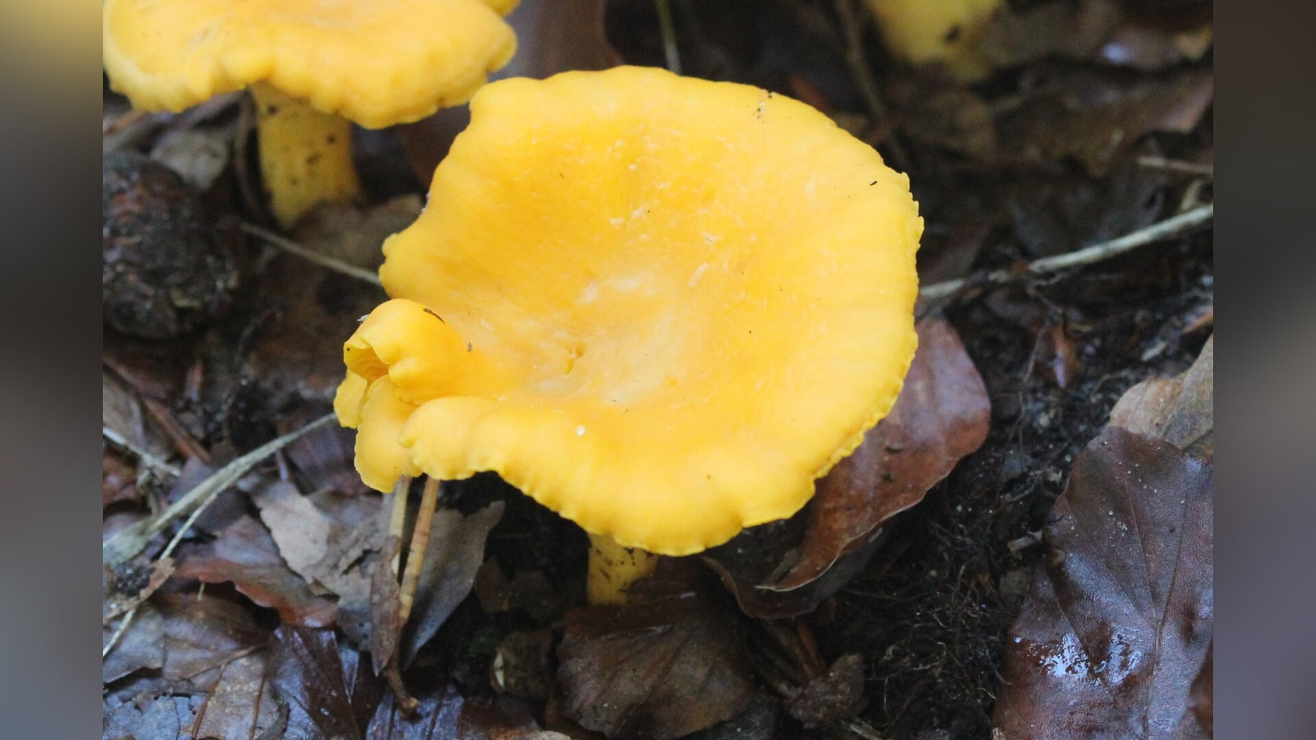 Ga mee met de KNNV op zoek naar paddenstoelen bij het Ronde Huis in Nunspeet