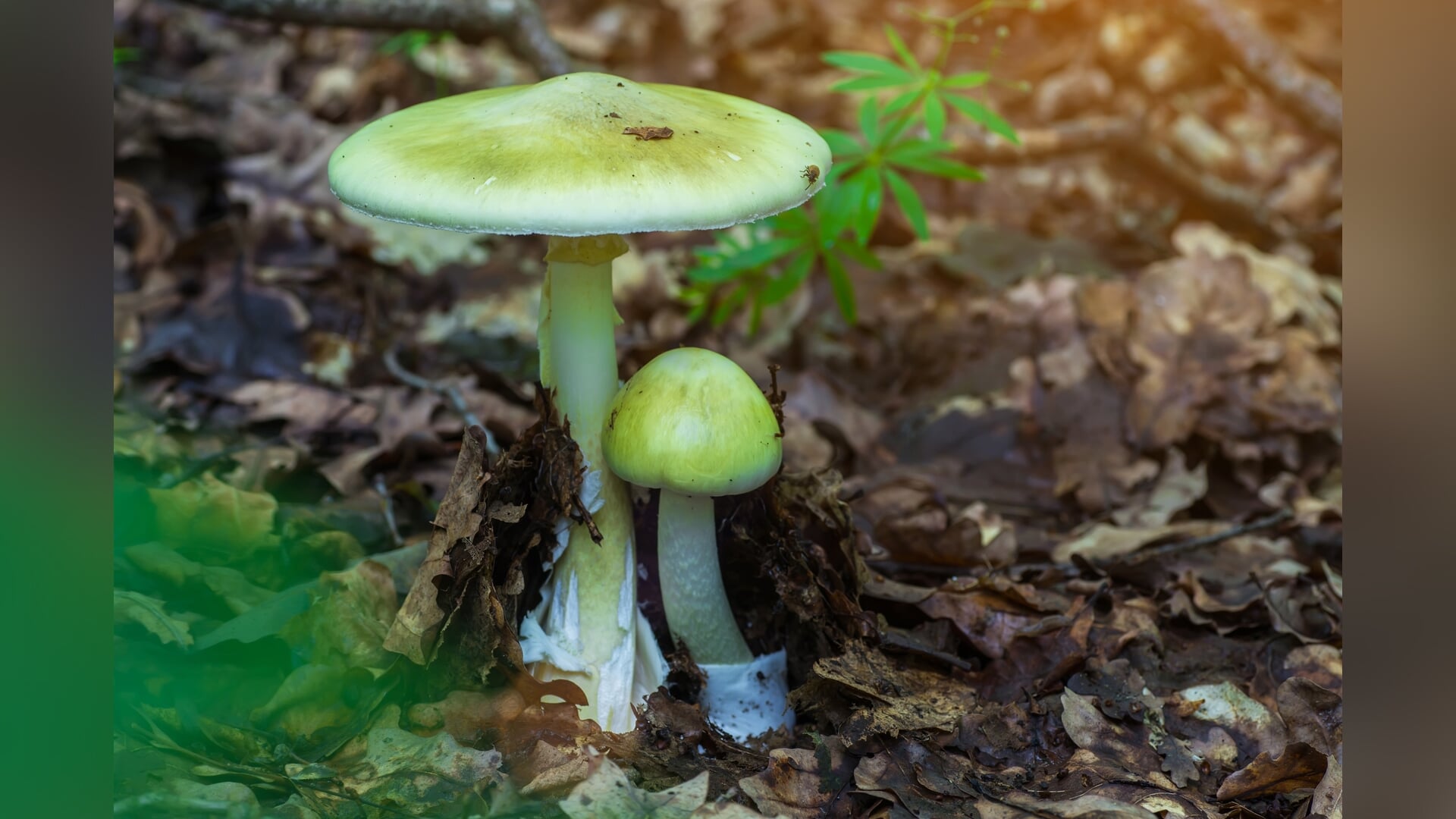 In het bos schuilt het gevaar voor je voeten: ‘Deze paddenstoel kan gewoon dodelijk zijn’