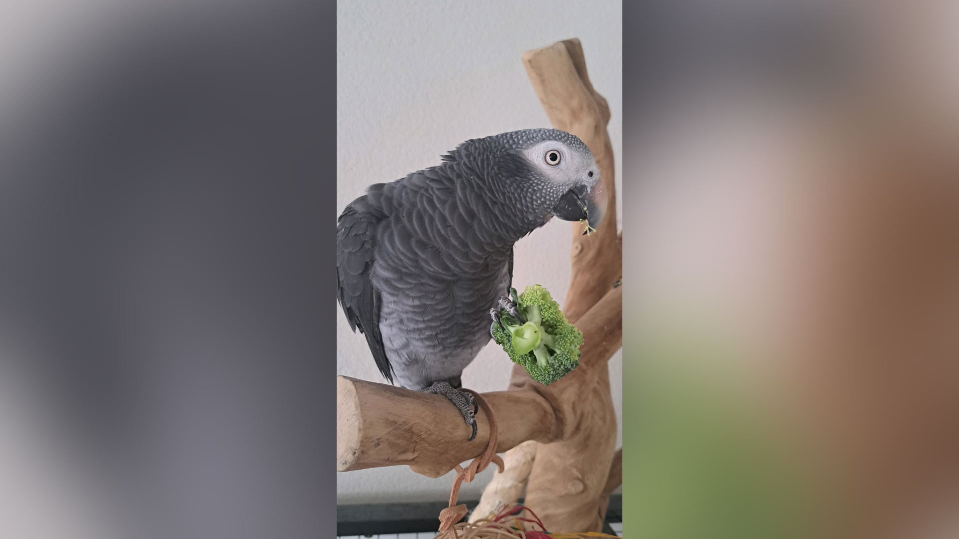 Huisdier van de Maand: Pino