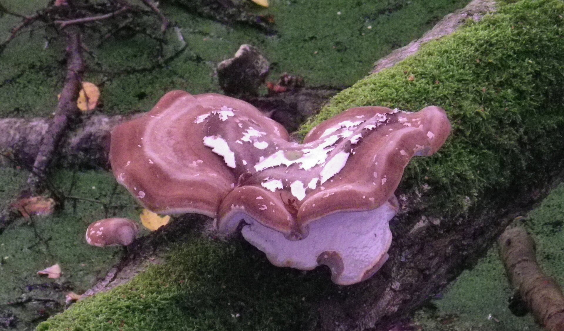 IVN/KNNV paddenstoelenexcursie Landgoed Kotmans Winterswijk Miste