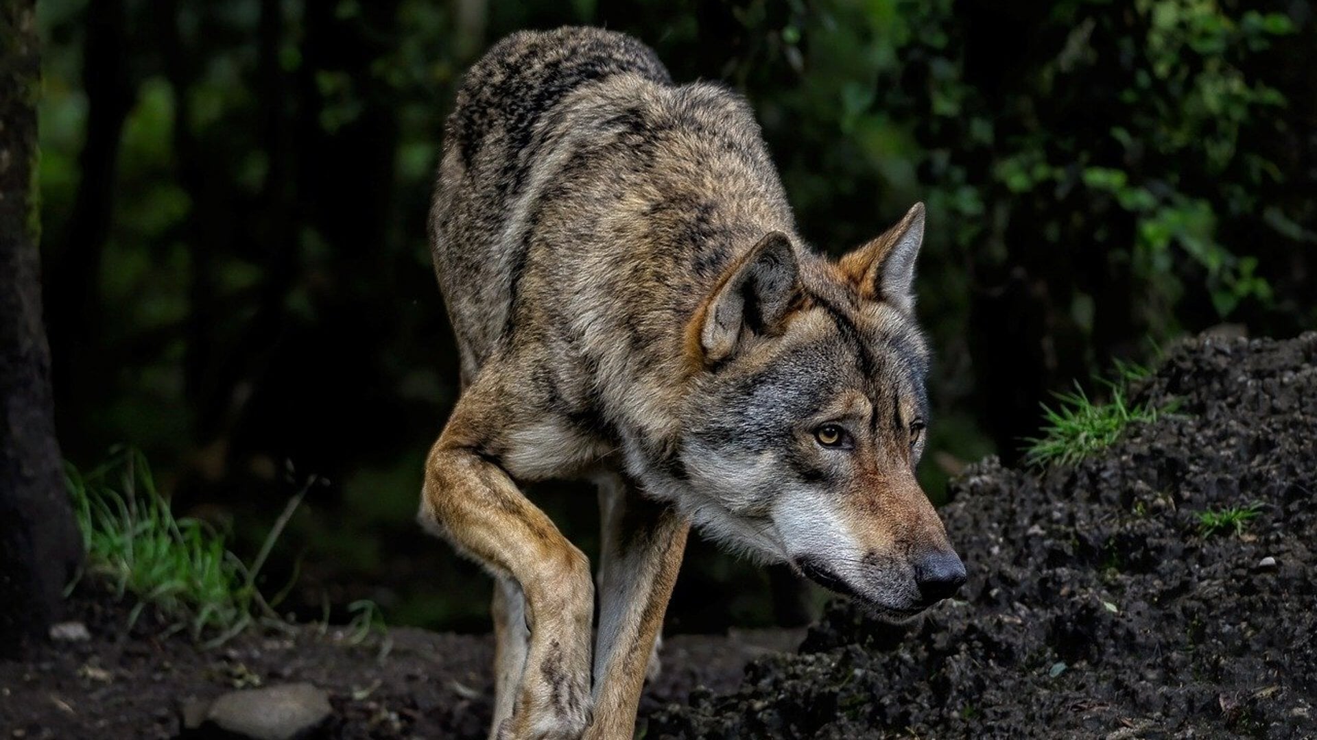 Nieuwe meldingen van gespotte wolf in Leerdam en Asperen, maar: ‘We kunnen niet elke melding control