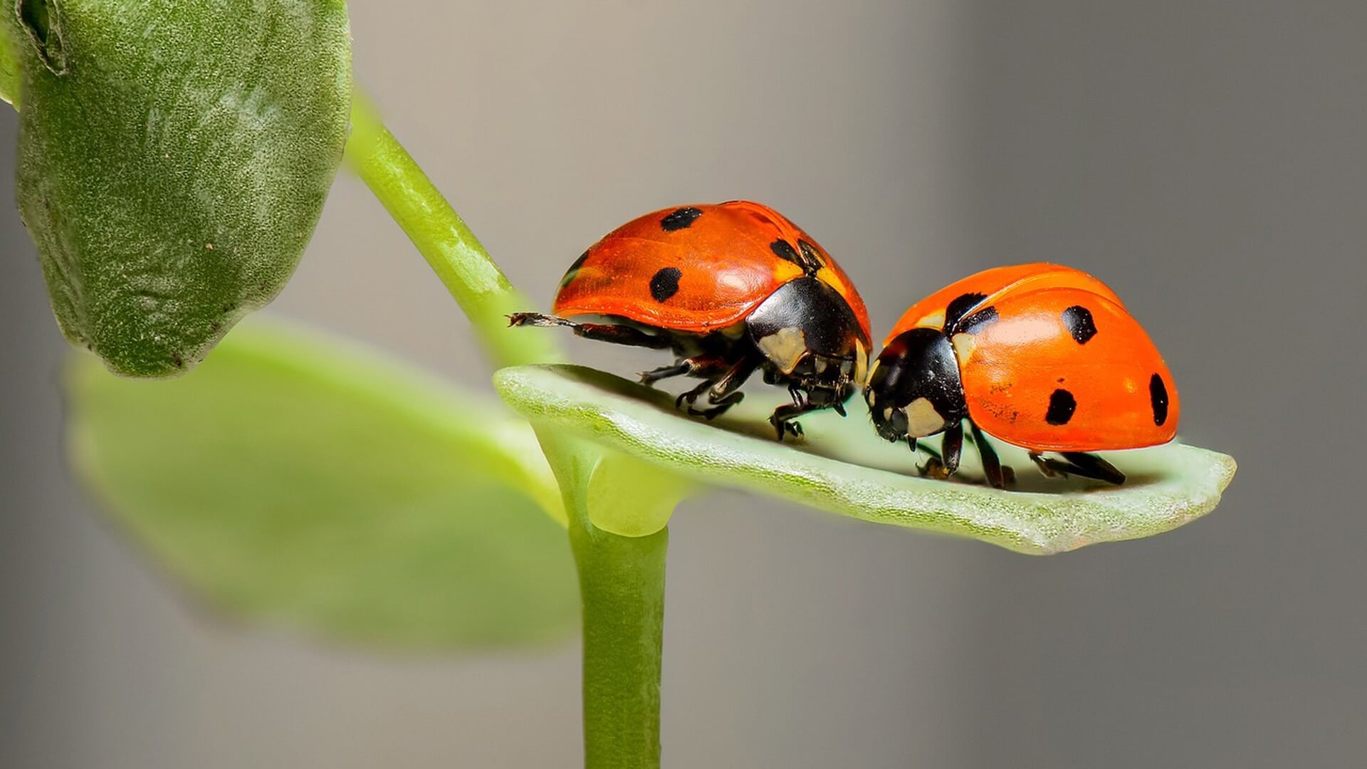 Hoe slim horrengaas je huis kan beschermen tegen insecten én pollen