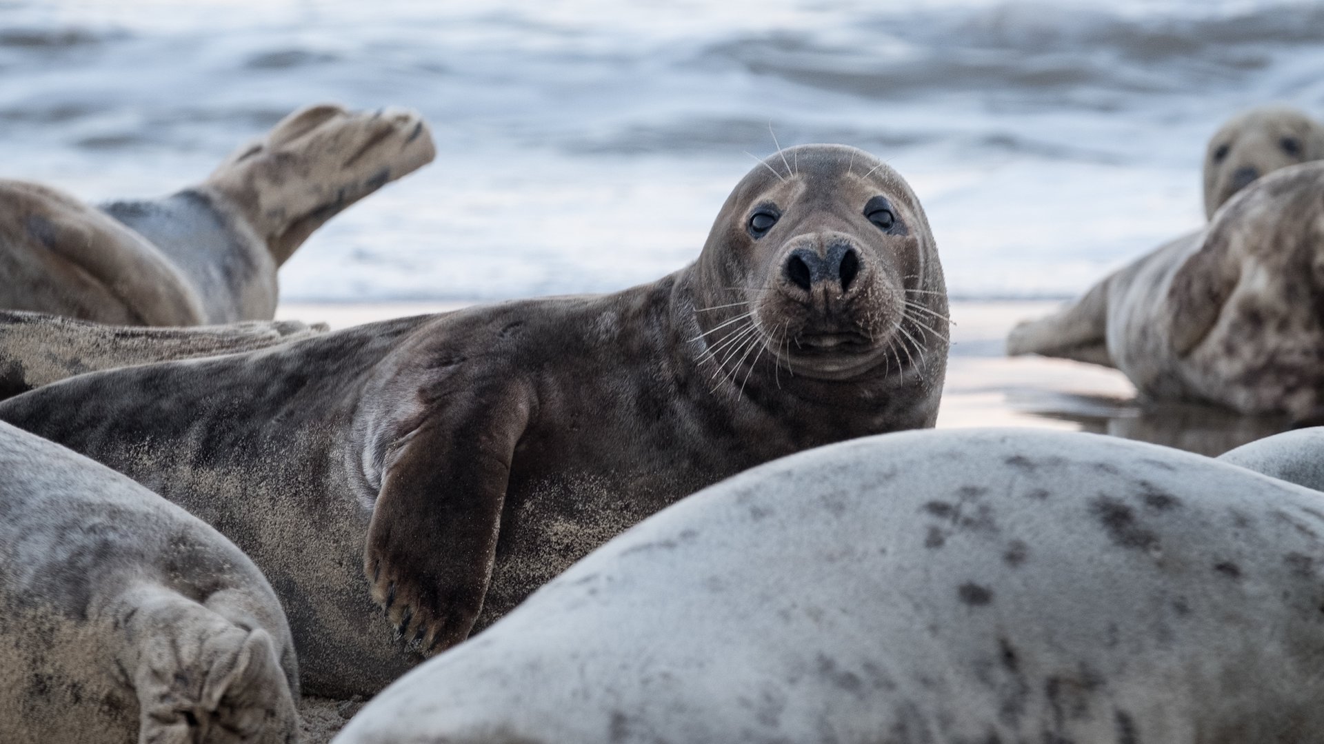 Zeehondencentrum Pieterburen verwacht faillissement aan te vragen na overheidsbesluit