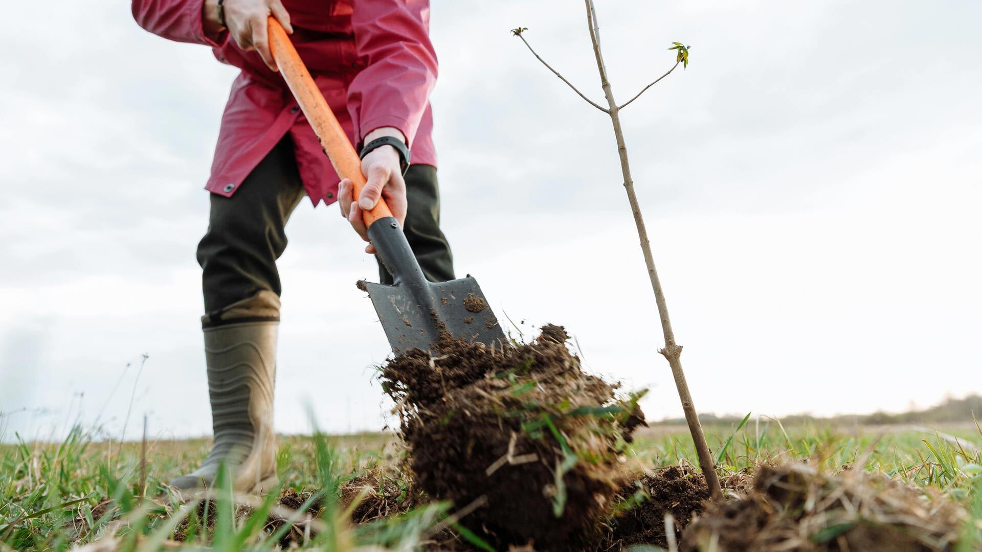 Gratis jonge bomen ophalen? Dat kan tijdens de ‘uitdeelochtend’ in Loerbeek