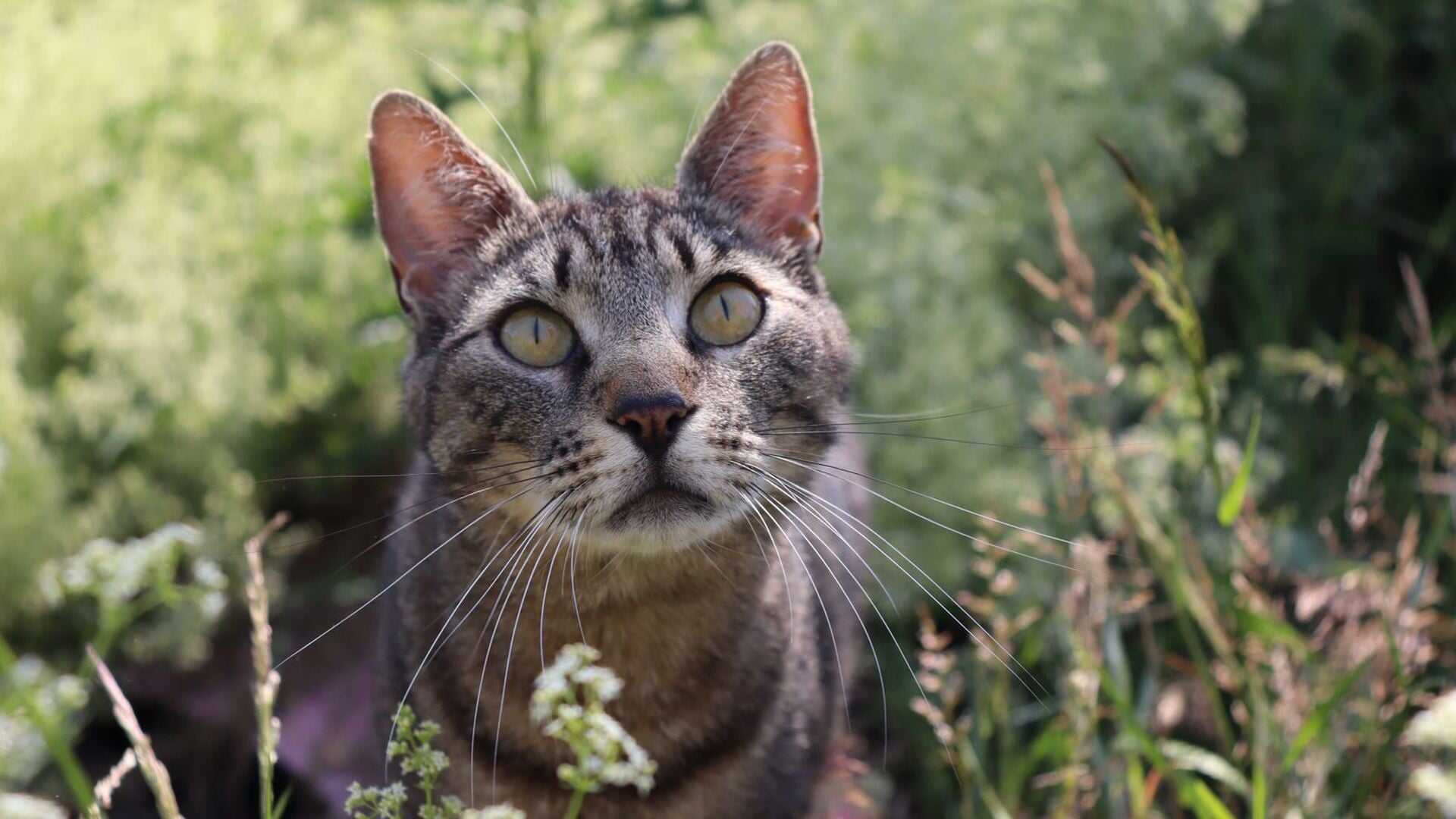 Gratis castratie en sterilisatie voor katten van minima