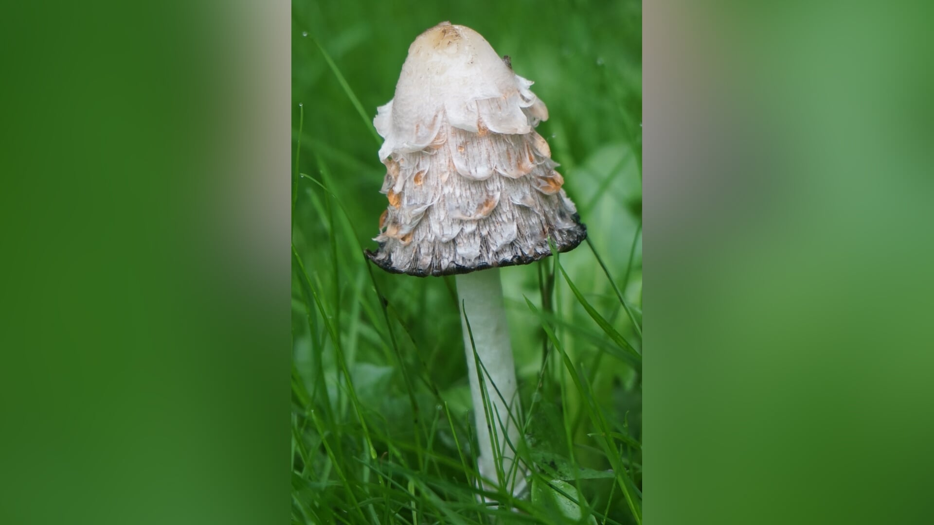 Paddenstoelenmiddag in De Schaapskooi