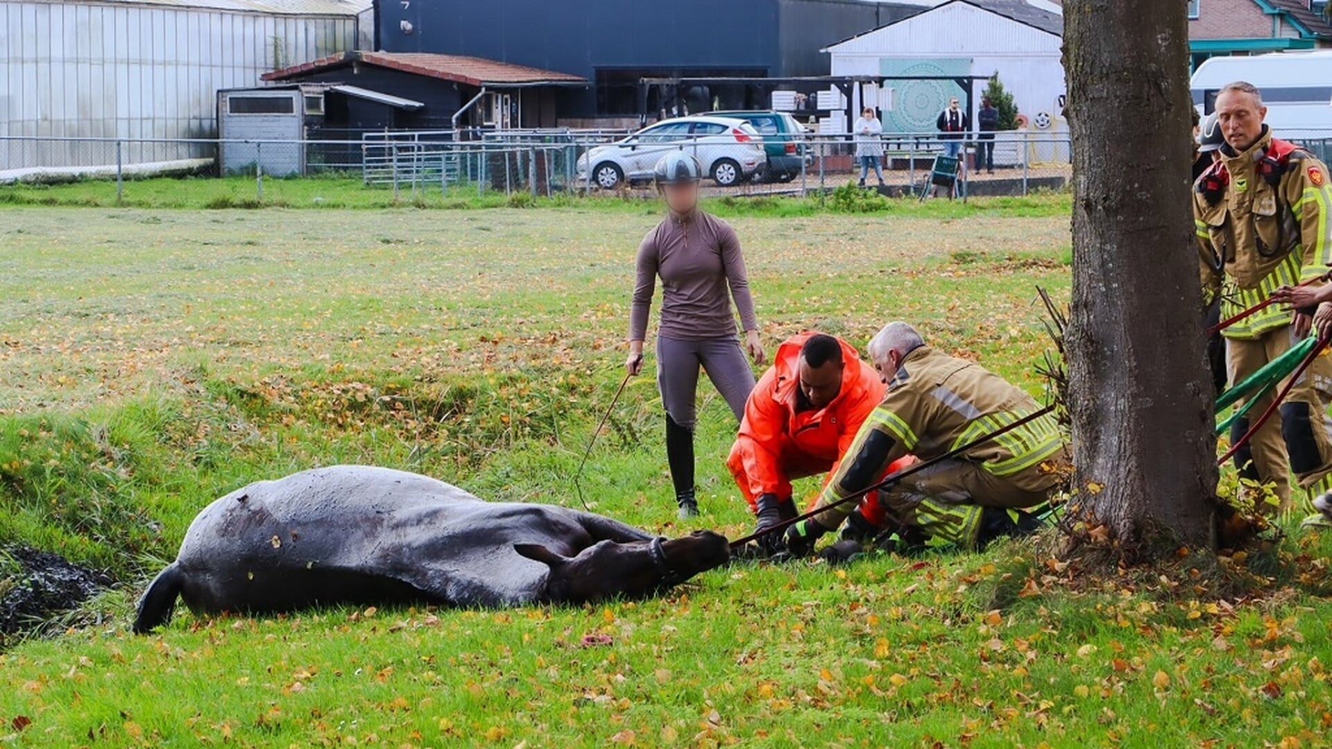 Paard in de sloot in Buitenvaart