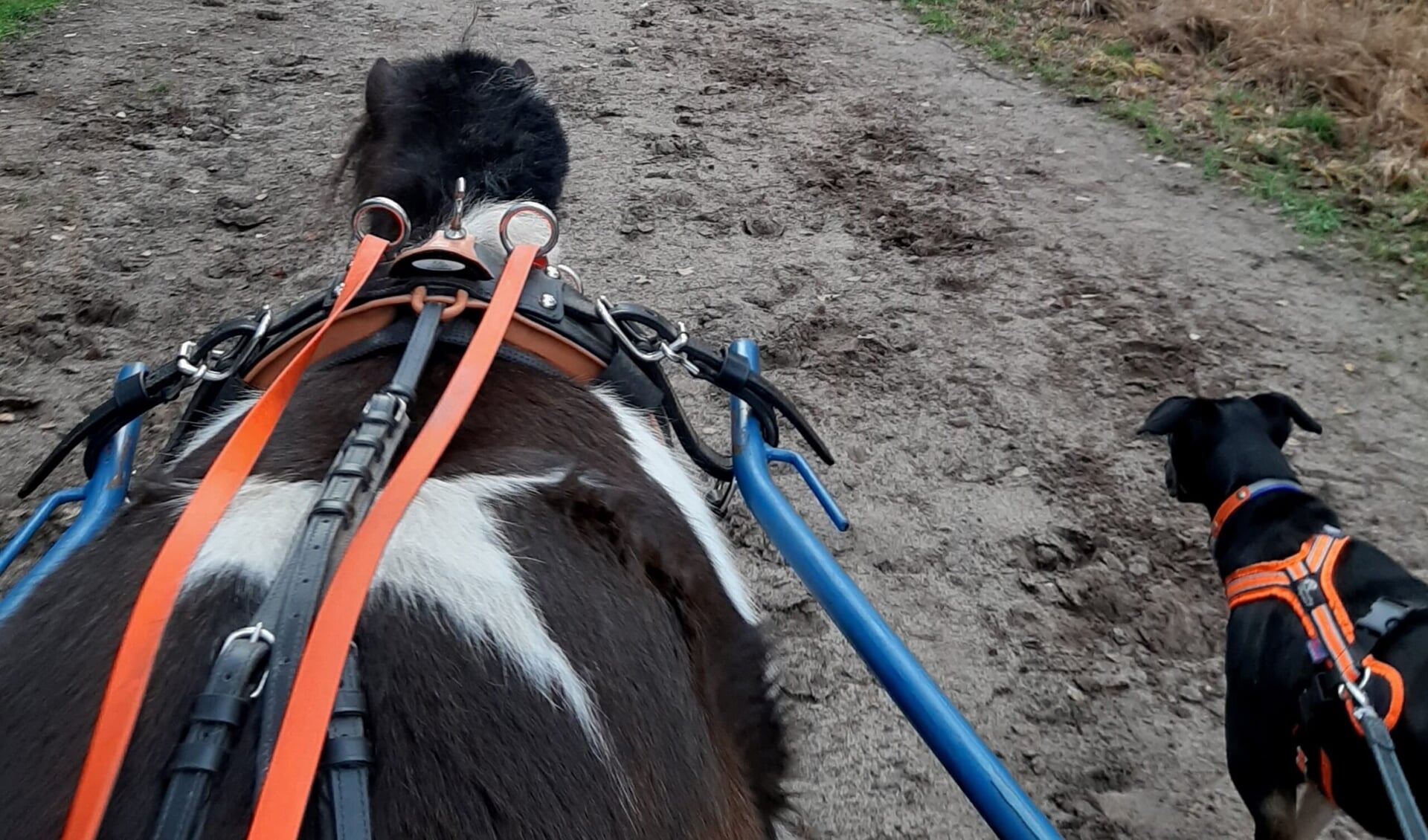 Anne van Knegsel: “Lieve, de hond, gaat overal mee naartoe”