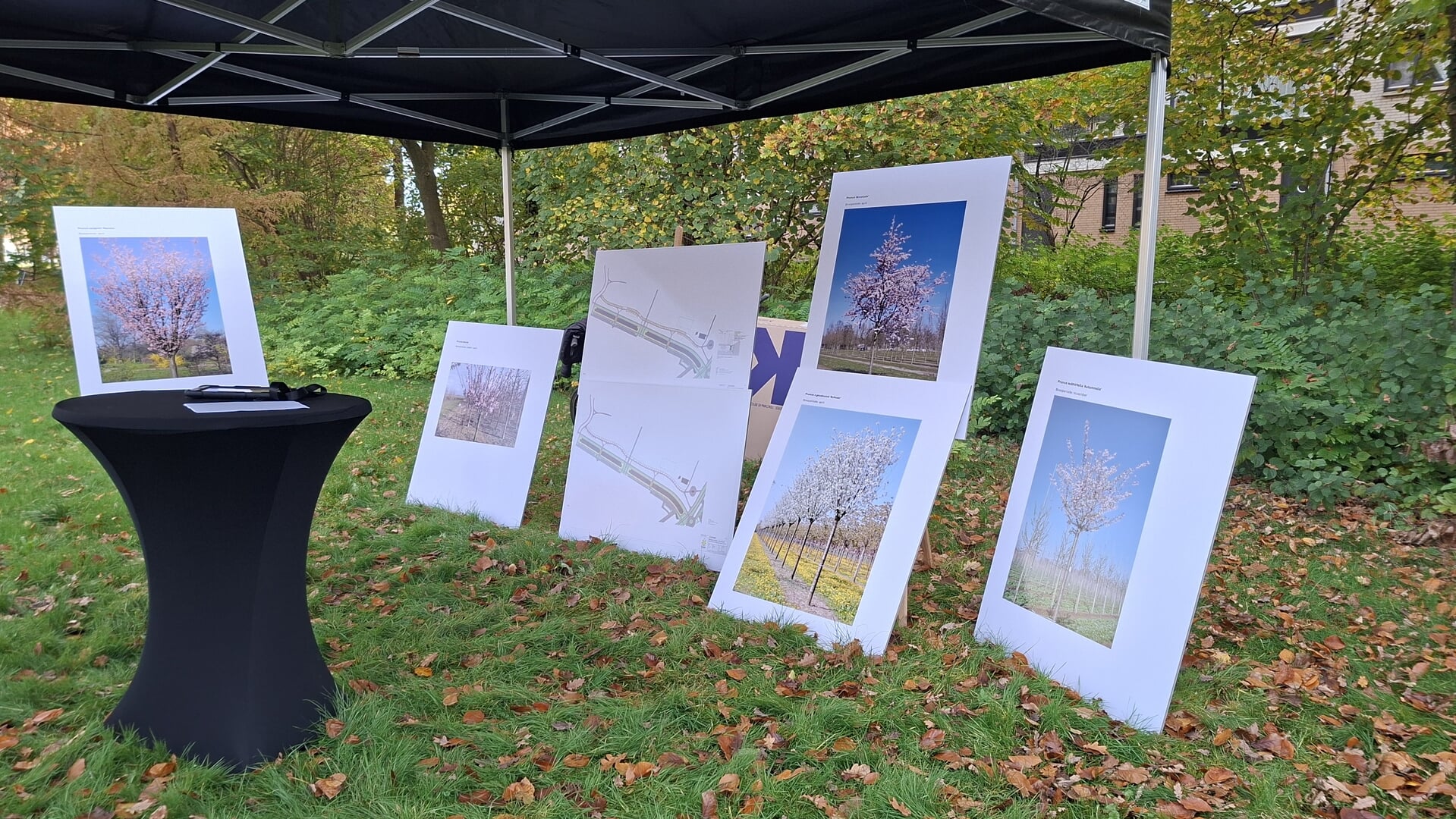 Kersenlaan Muzenpark wordt gerooid