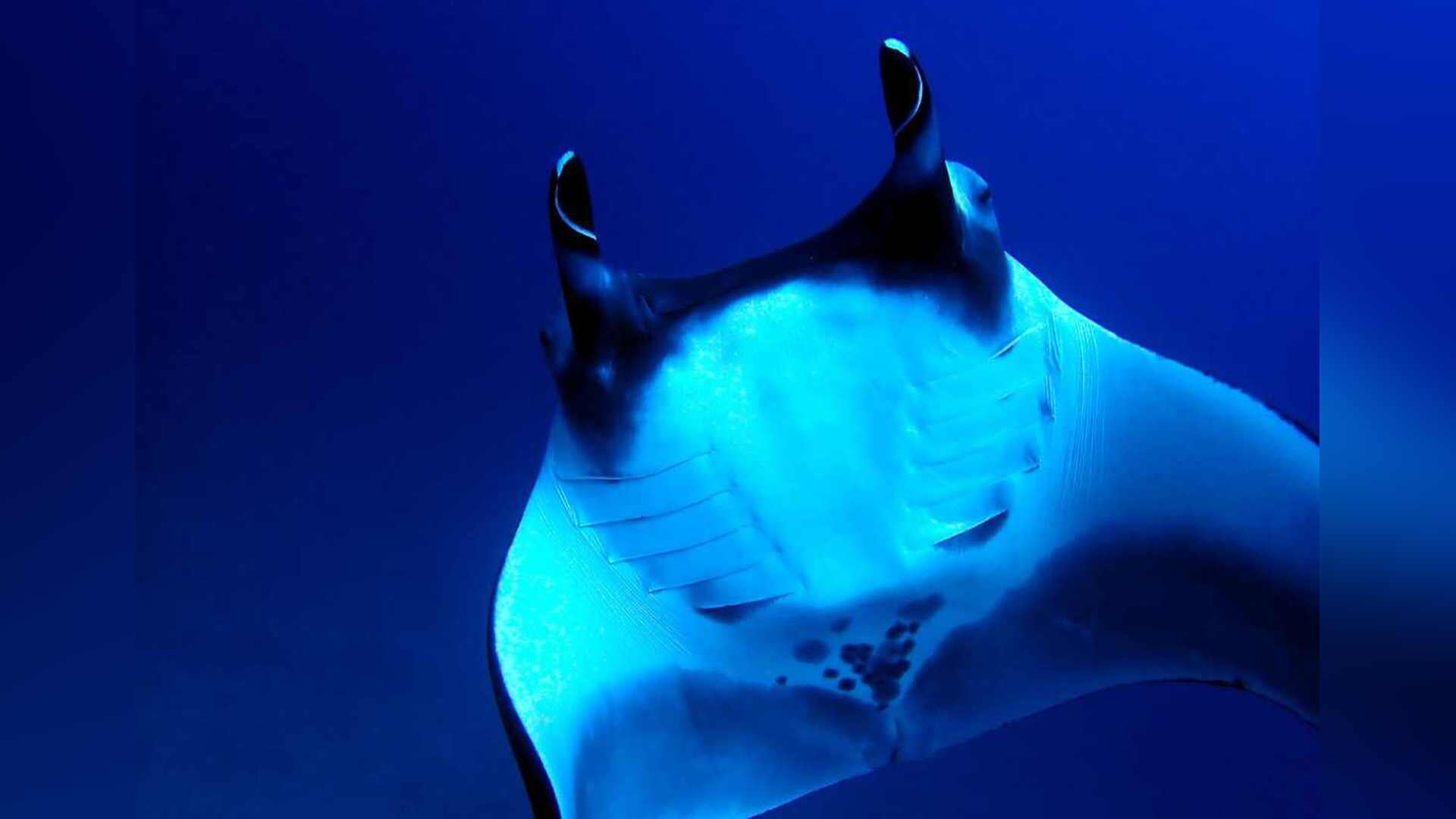 More protection in sight for Manta Rays in Caribbean area - News of ...