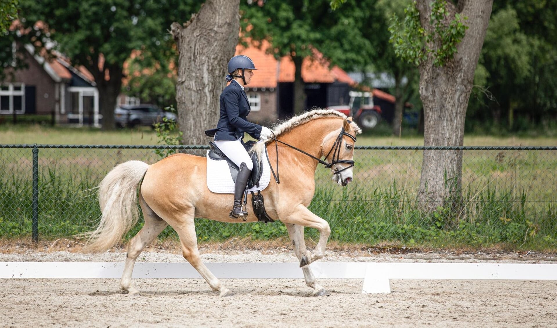 Marieke Maas Dagkampioen Bij Springflower Stables Op De Bijzondere Rassen Wedstrijd Het