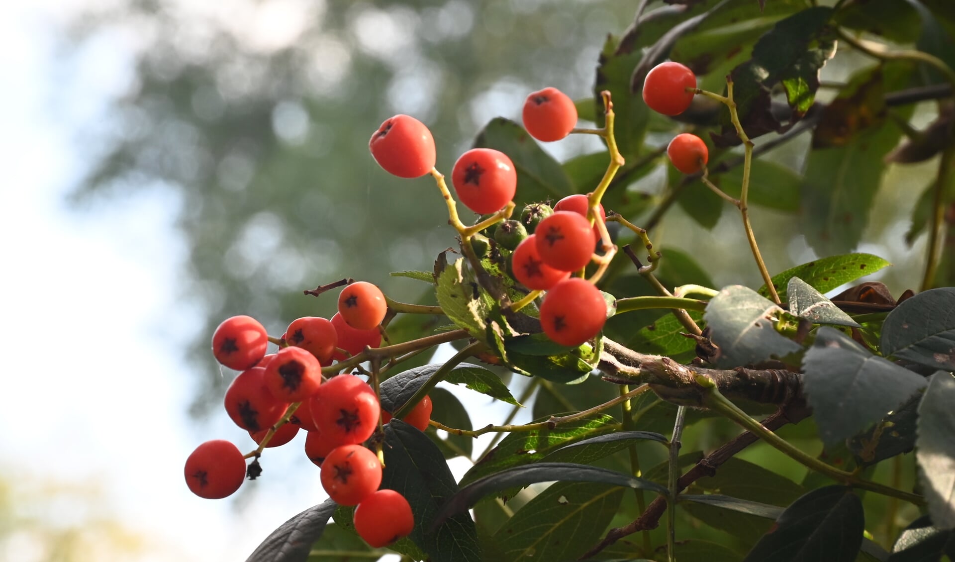 Natuur Om De Hoek De Lijsterbes Sint Michelsgestel