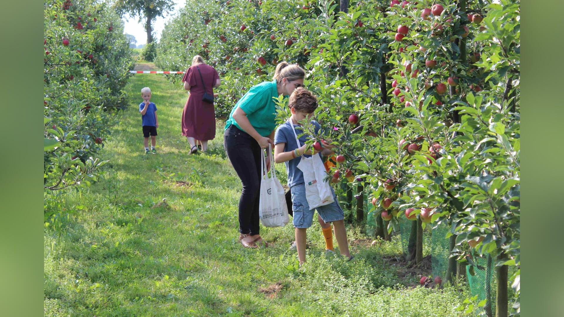Zelf je fruit plukken bij Fruitbedrijf Horstink