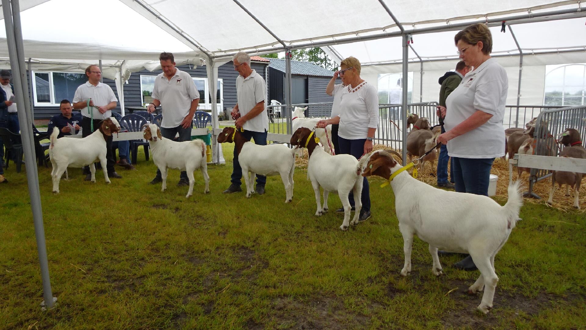 Geitenfokvereniging in Lexmond houdt komend weekend haar jaarlijkse geitenkeuring