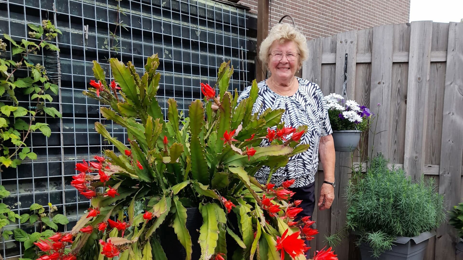 Cactus met 250 bloemknoppen in Herwijnen