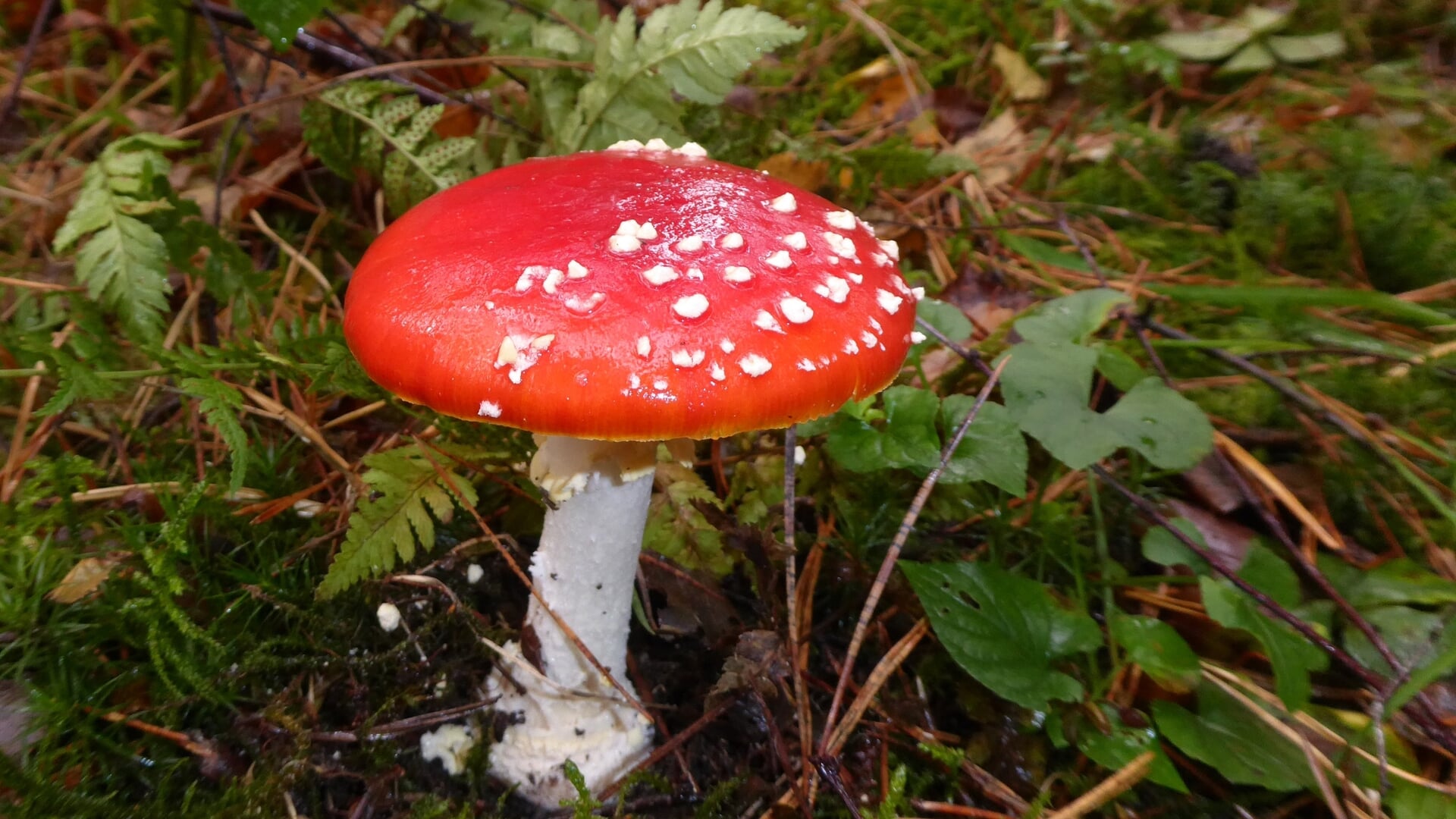Herfstwandeling Kruisbergse bossen