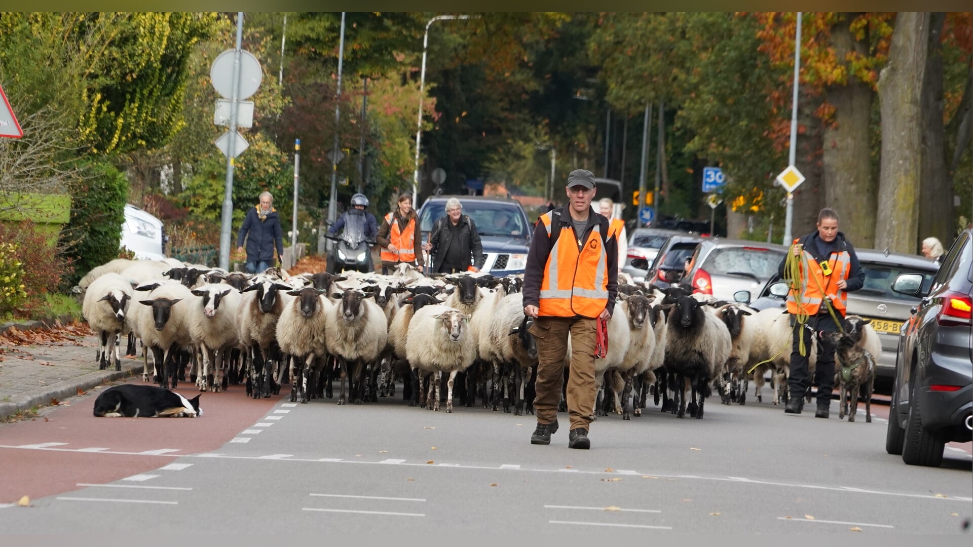Schaapskudde trekt door Barchem voor natuurbeheer