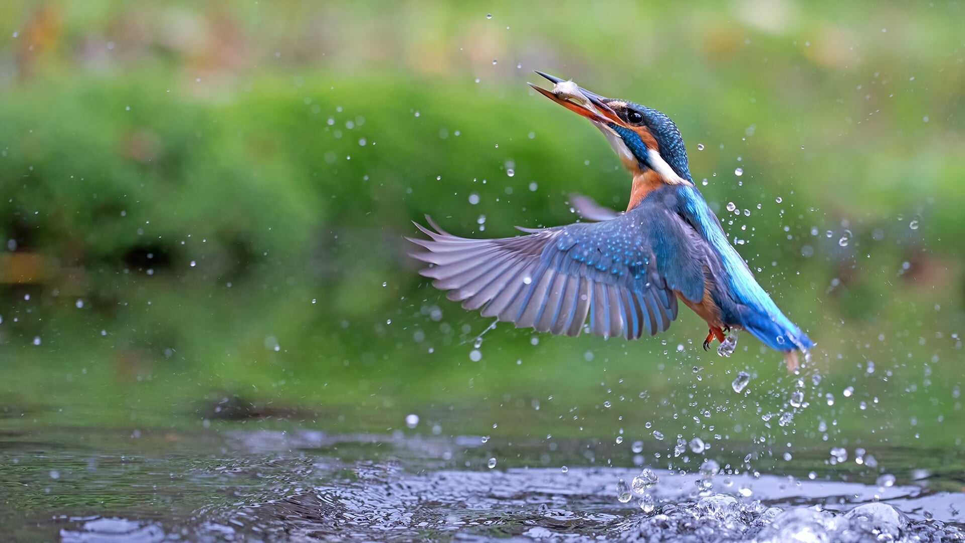 Michiel Schaap over de natuur van Oost-Nederland