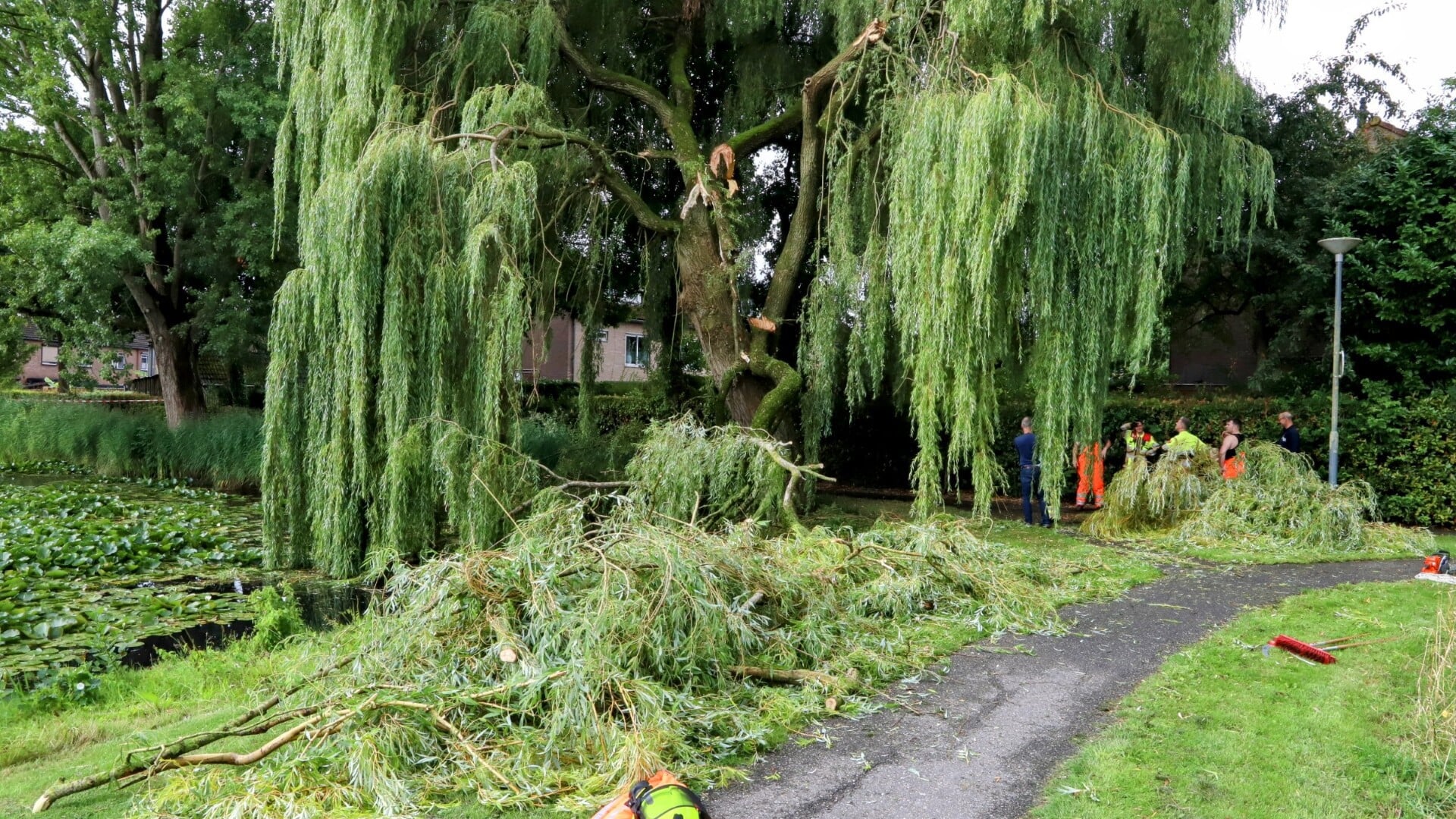 Stormschade aan treurwilg in Asperen