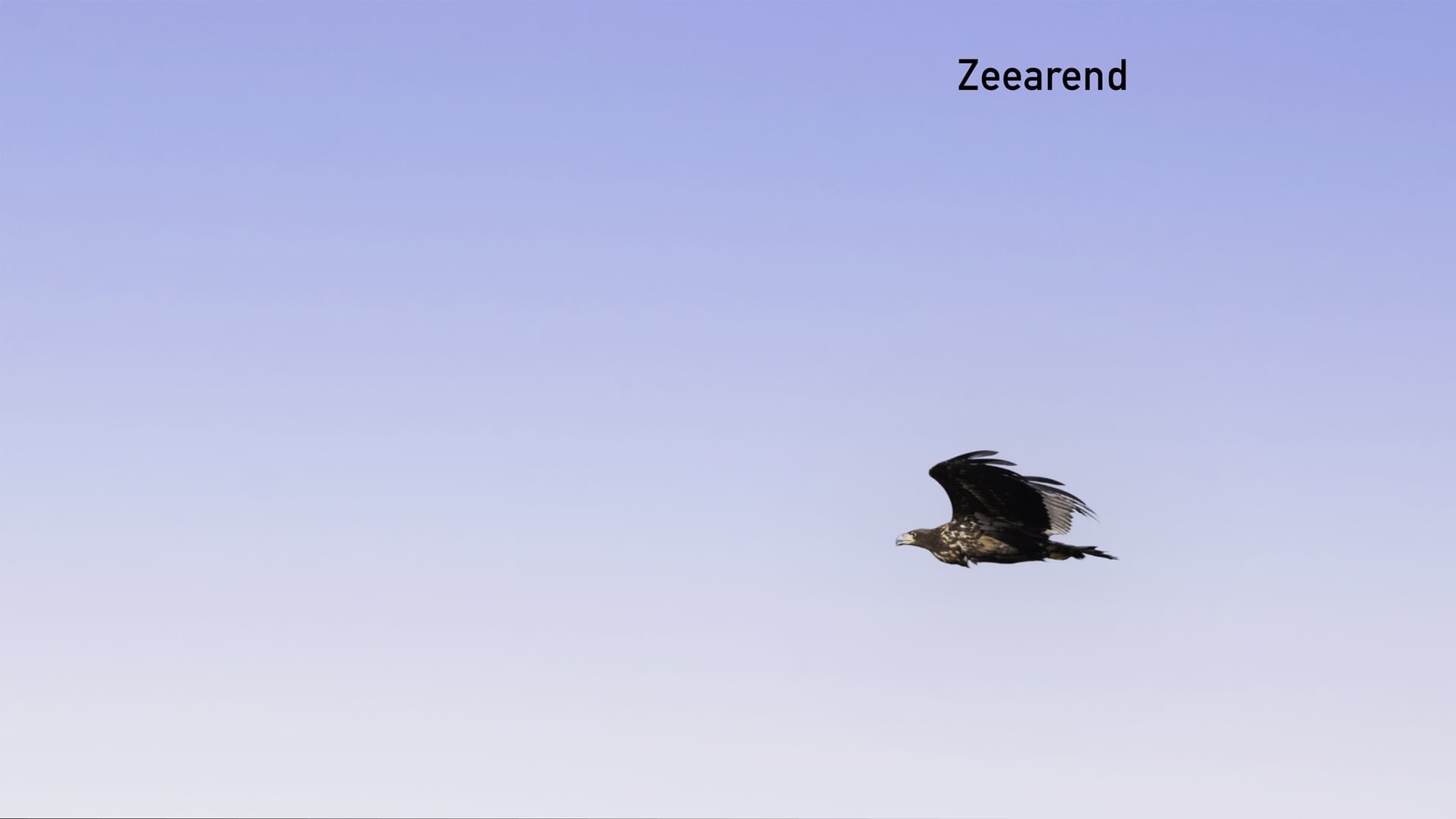 Vogelexcursie in Heesselt: spot vogels voor de vogeltrek