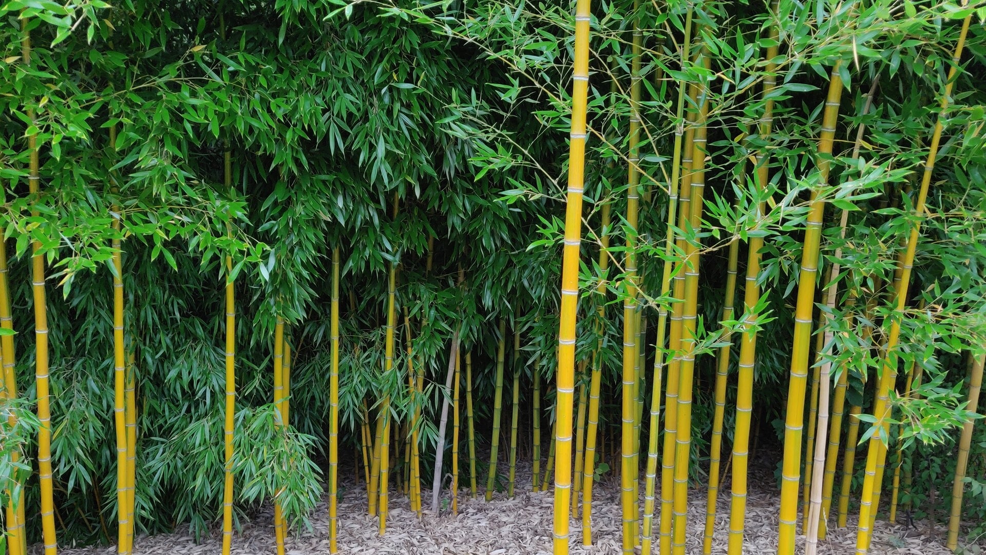 Bloeiende wereld Bamboedag in Beesd