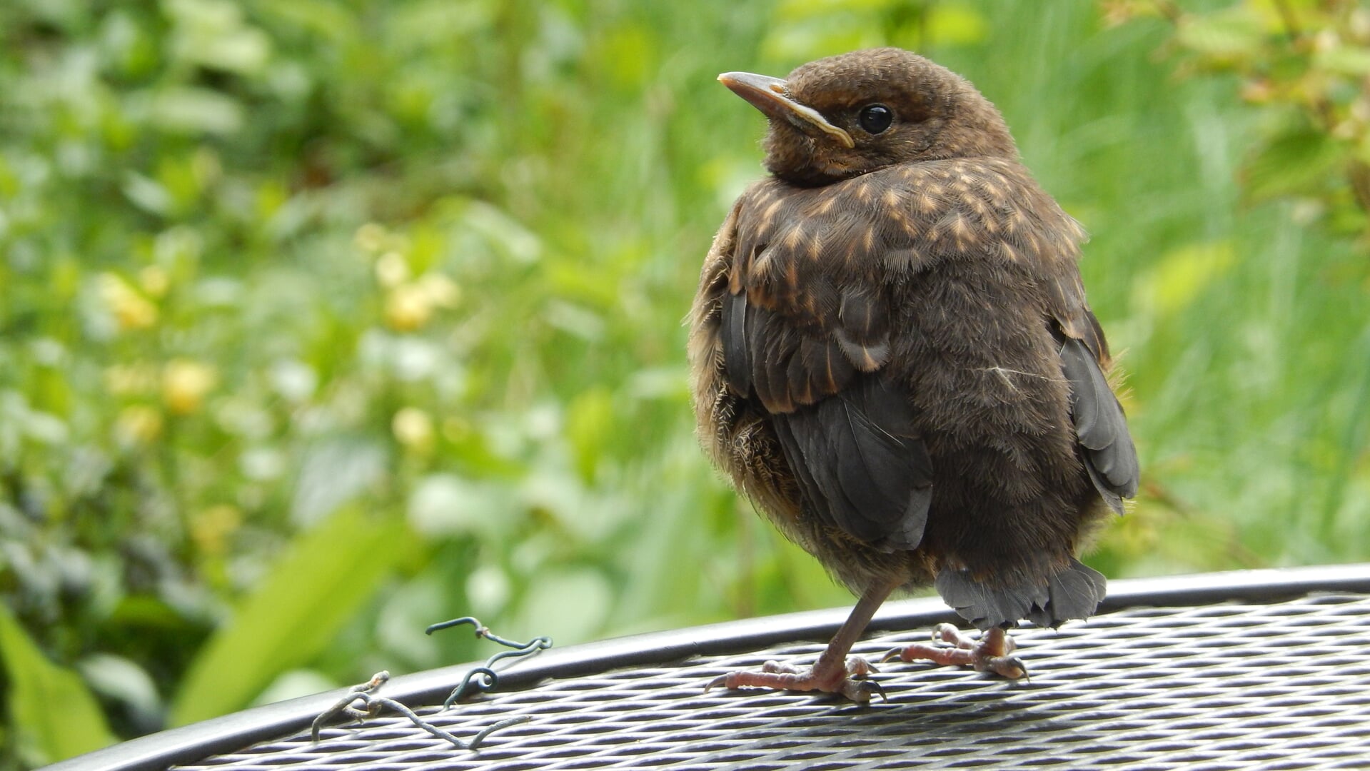 Annette van Berkel verzorgt lezing over de merel