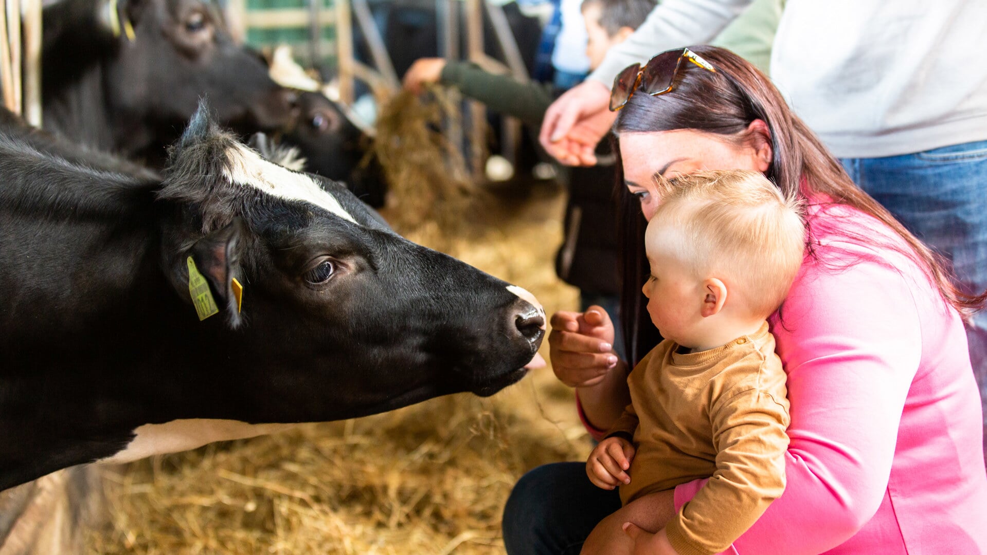 Melkveebedrijf De Klein in Langenboom doet mee aan Open Boerderijdagen
