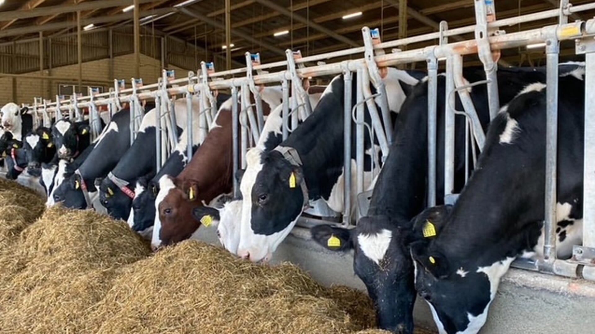 Boerderij Tober uit Beesd opent tijdens Week van ons Eten