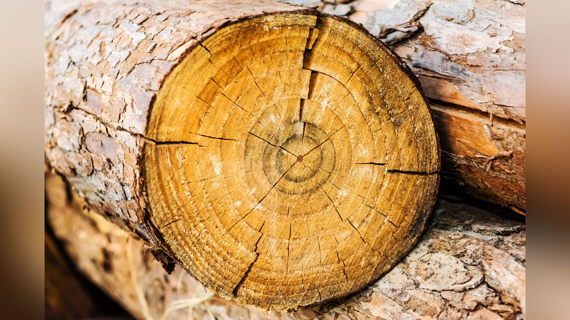 Gemeente Culemborg wil ruim 280 bomen kappen, PvdD: ‘Ecologische kaalslag’