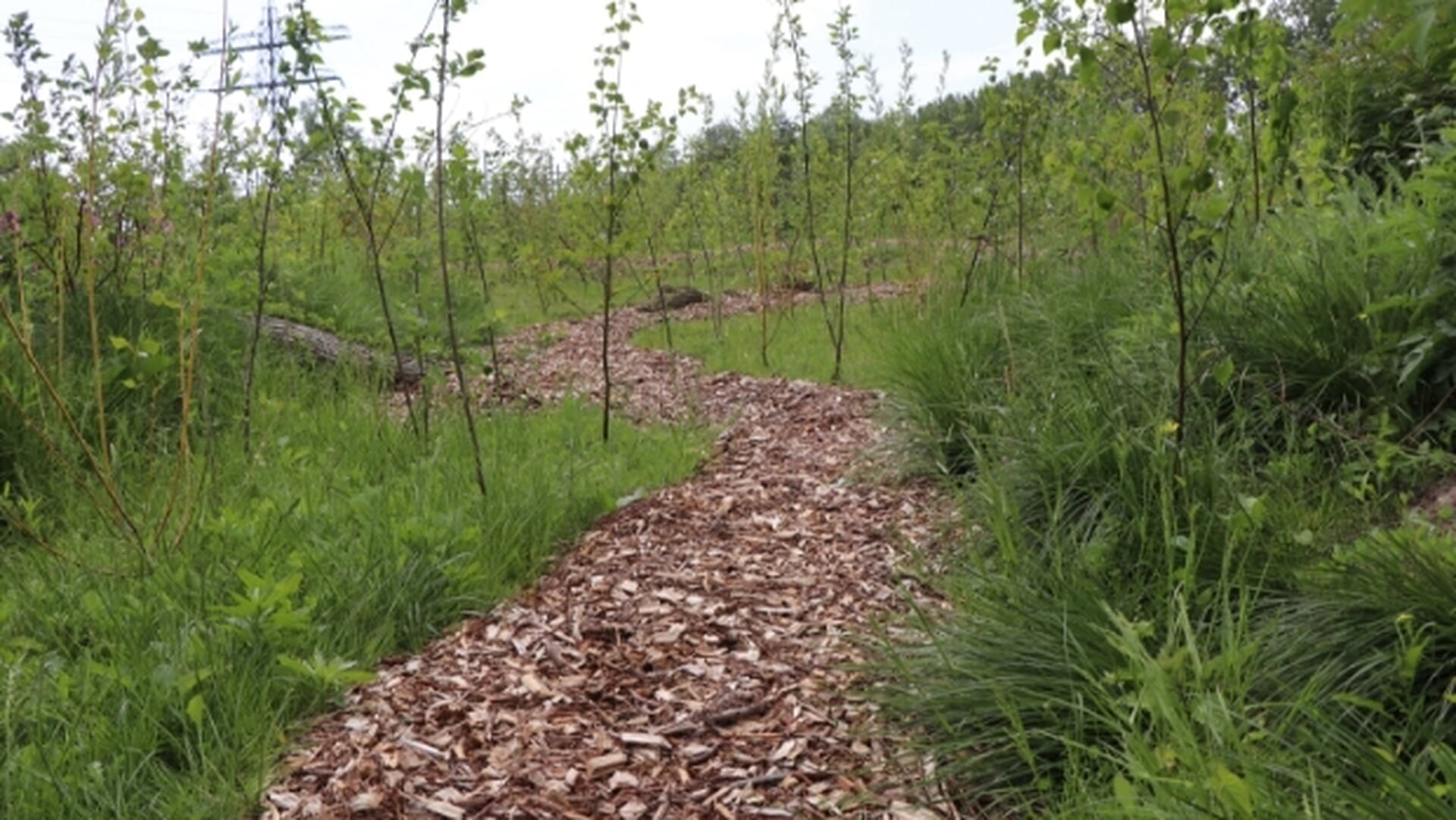 Eerste tiny forest in Krimpenerwaard komt in Lekkerkerk