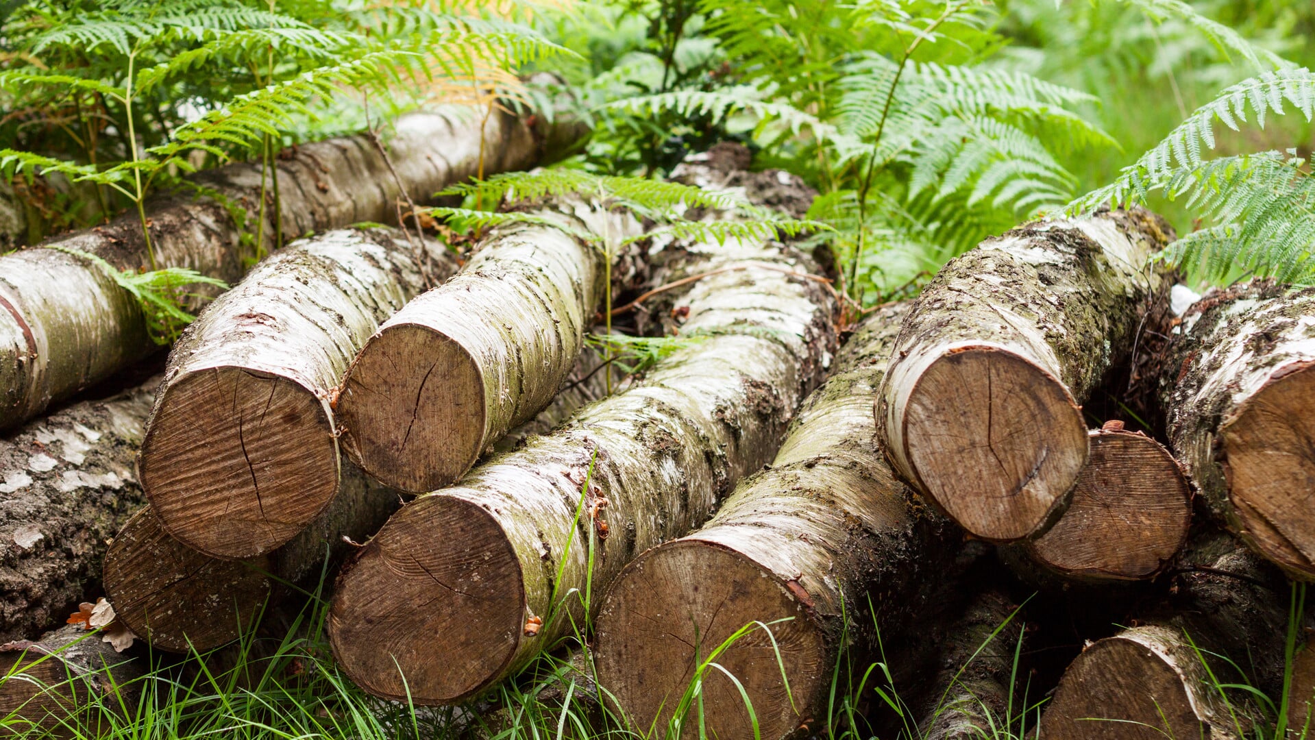 Stichting De Kieviet zoekt helpende handen tijdens de Nationale Natuurwerkdagen