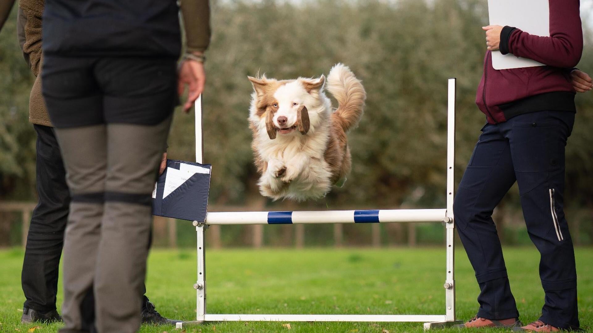Kynologenclub Woerden podium voor selectiewedstrijd richting NK Obedience 2026
