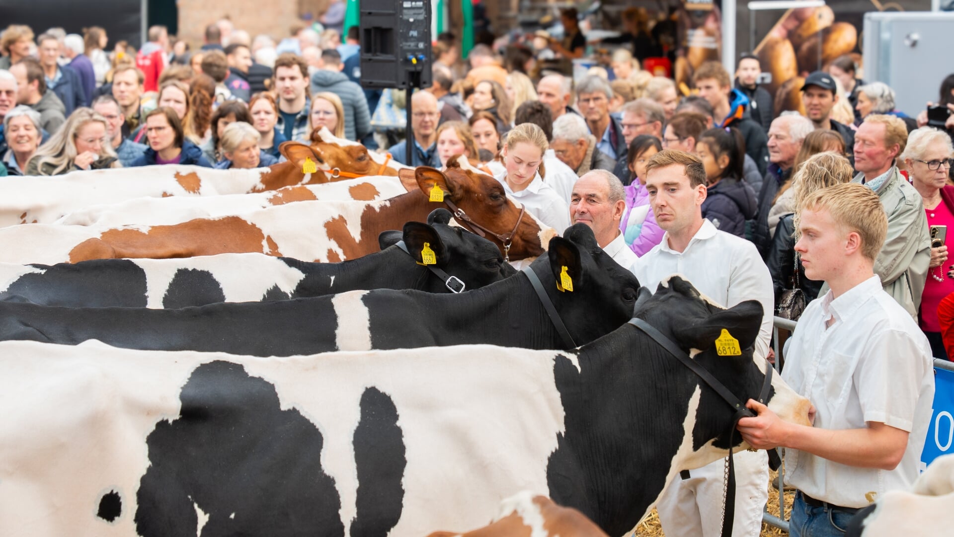 De Woerdense Koeiemart door de lens van fotostagiaire Vera in ‘t Hout