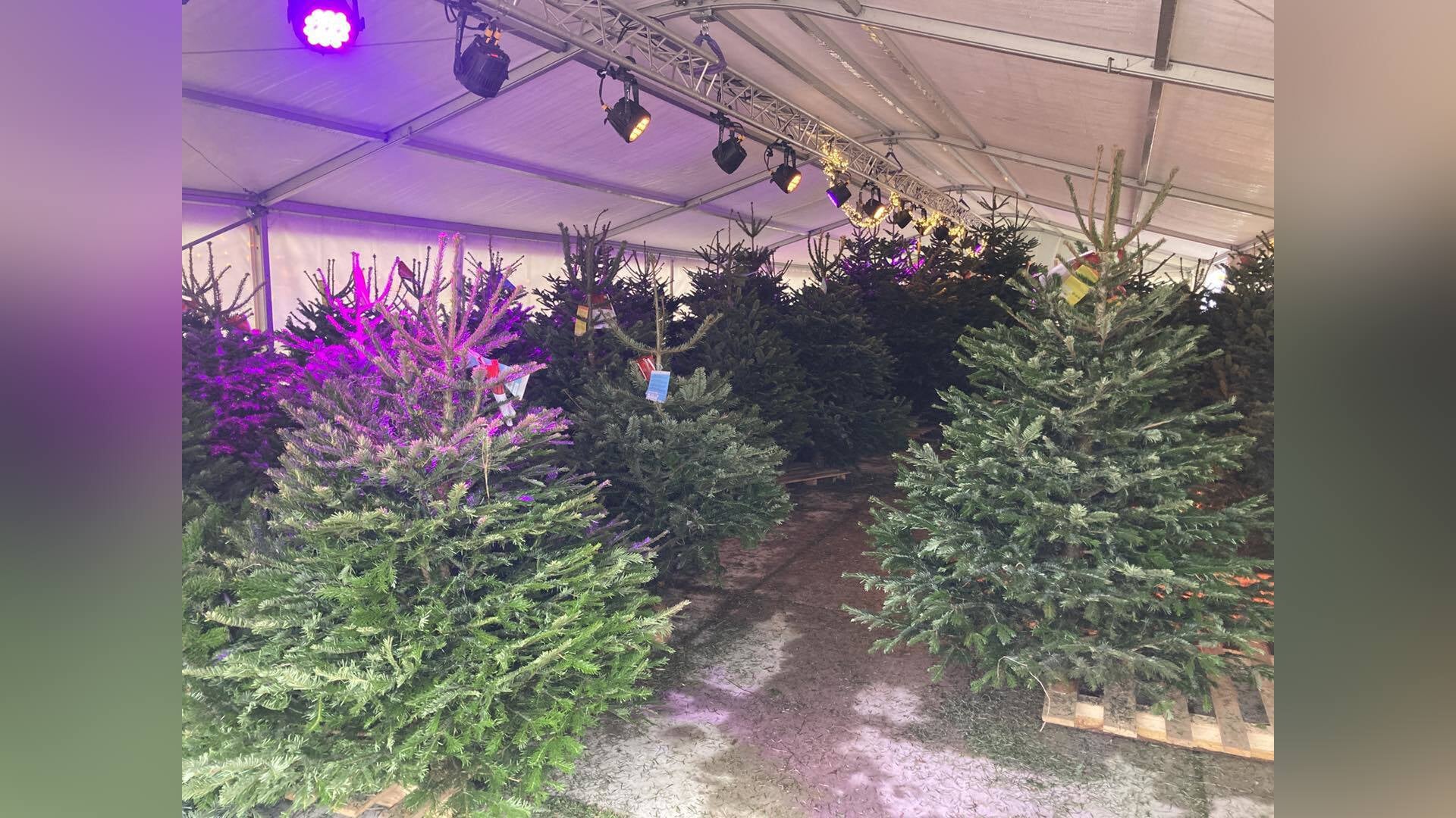 Scouting Woerden neemt kerstbomenverkoop over