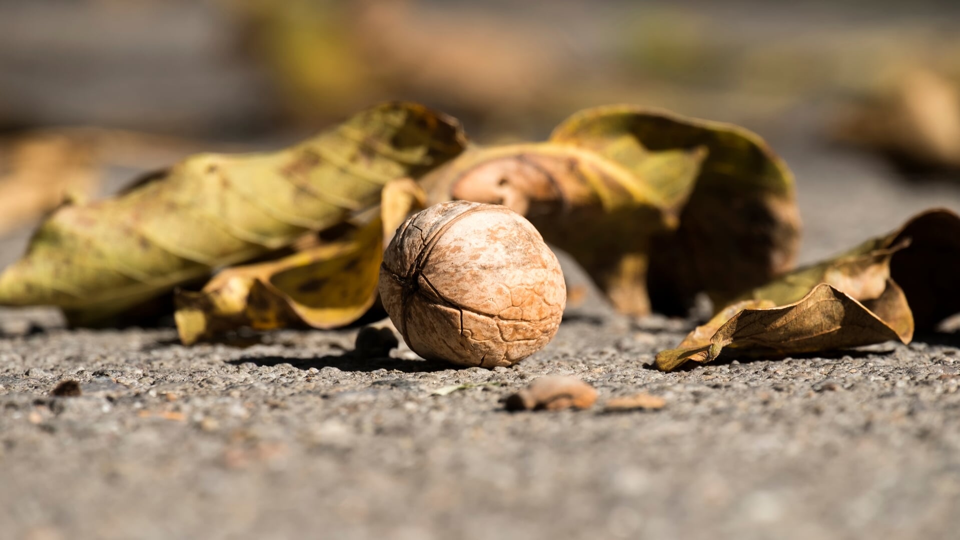 Wie steelt nou walnoten?