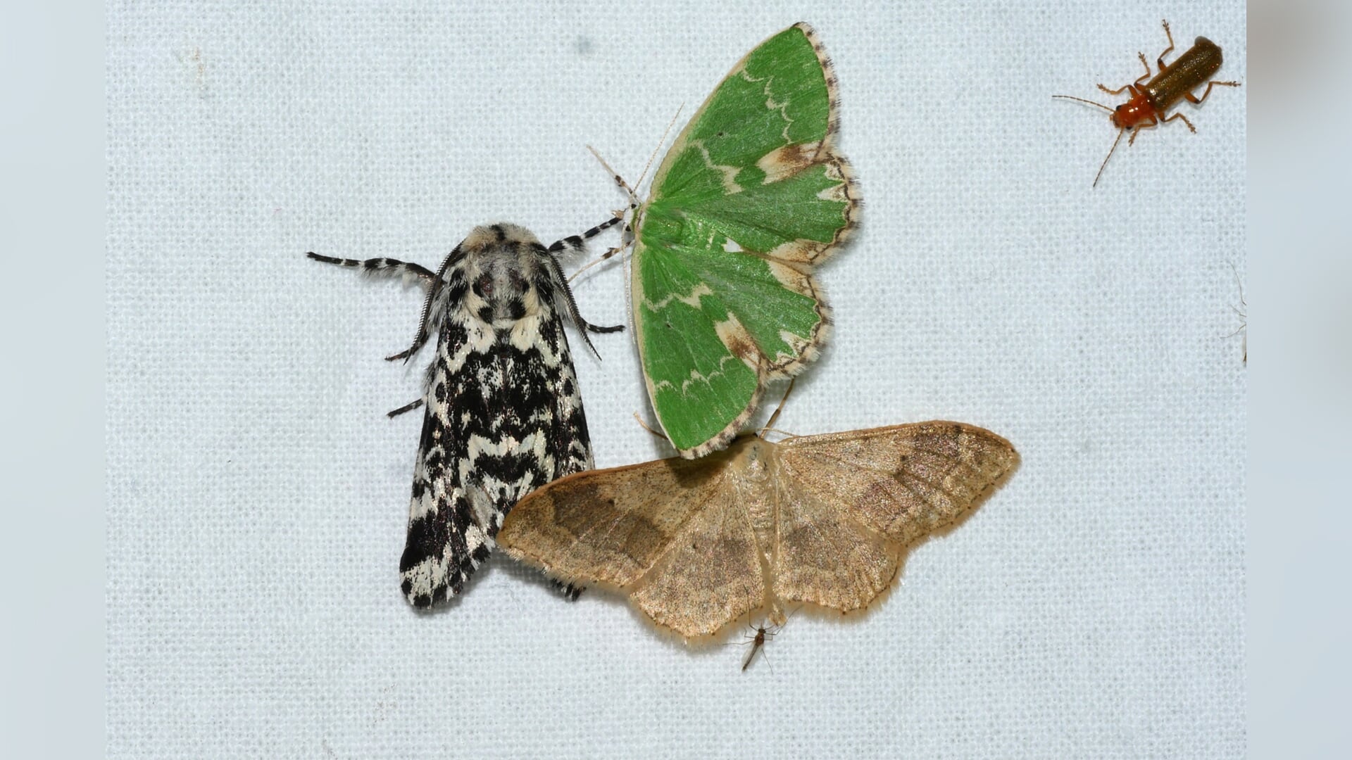 Nachtvlinderestafette Woerden levert 3.100 waarnemingen op