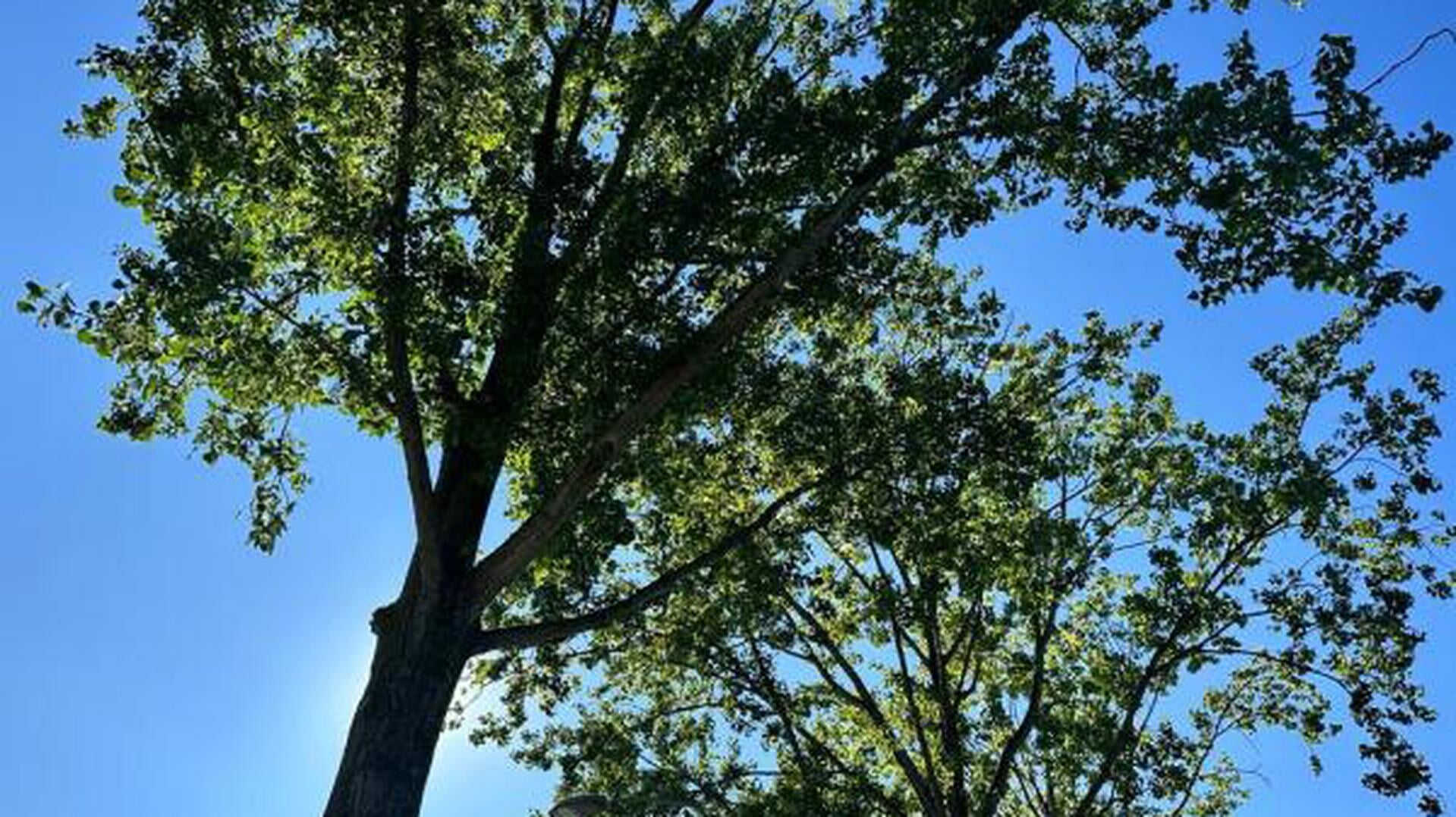 Tientallen onveilige populieren verwijderd langs Ridder van Catsweg