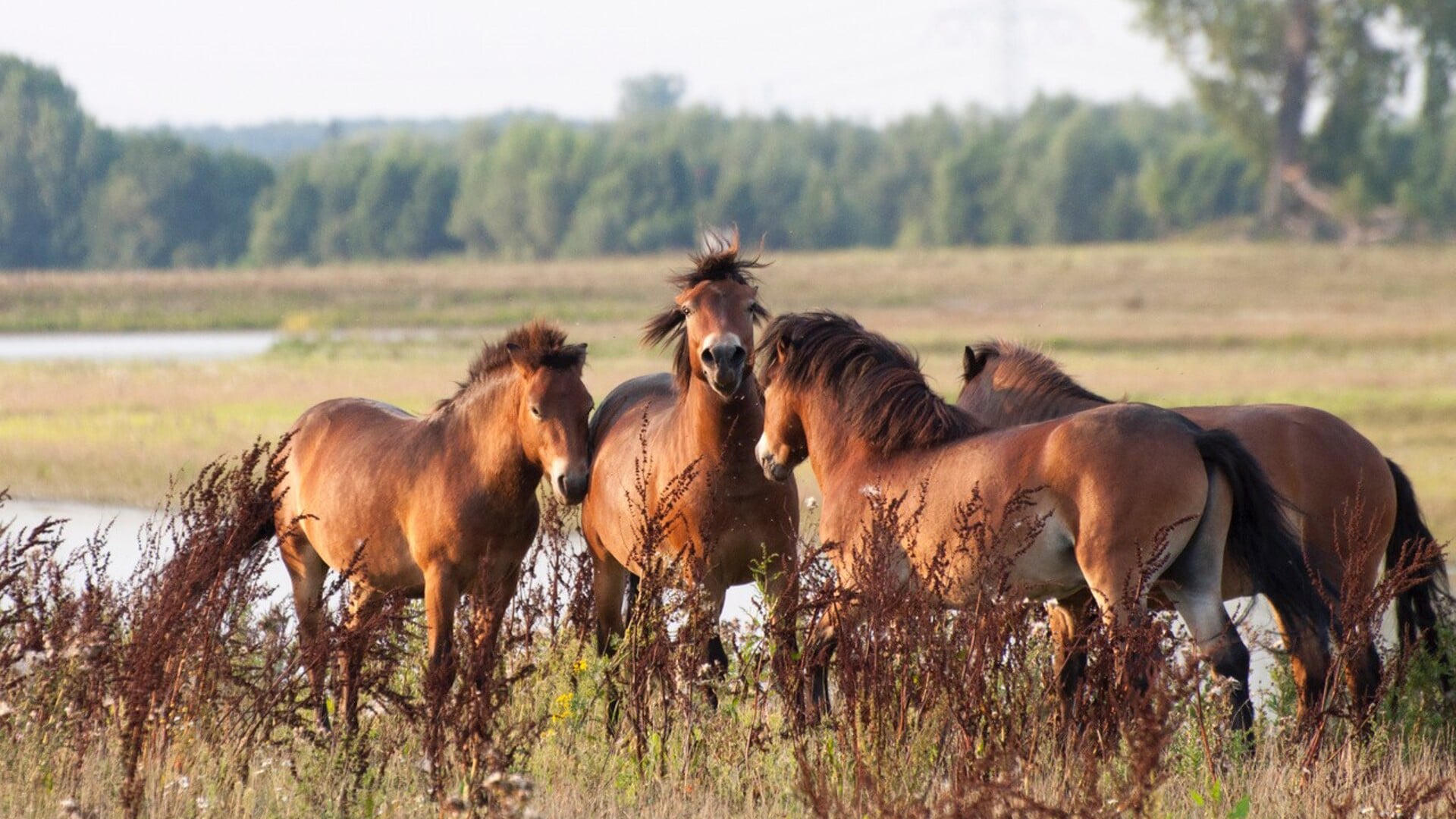 Herfstwandeling door uiterwaarden Keent